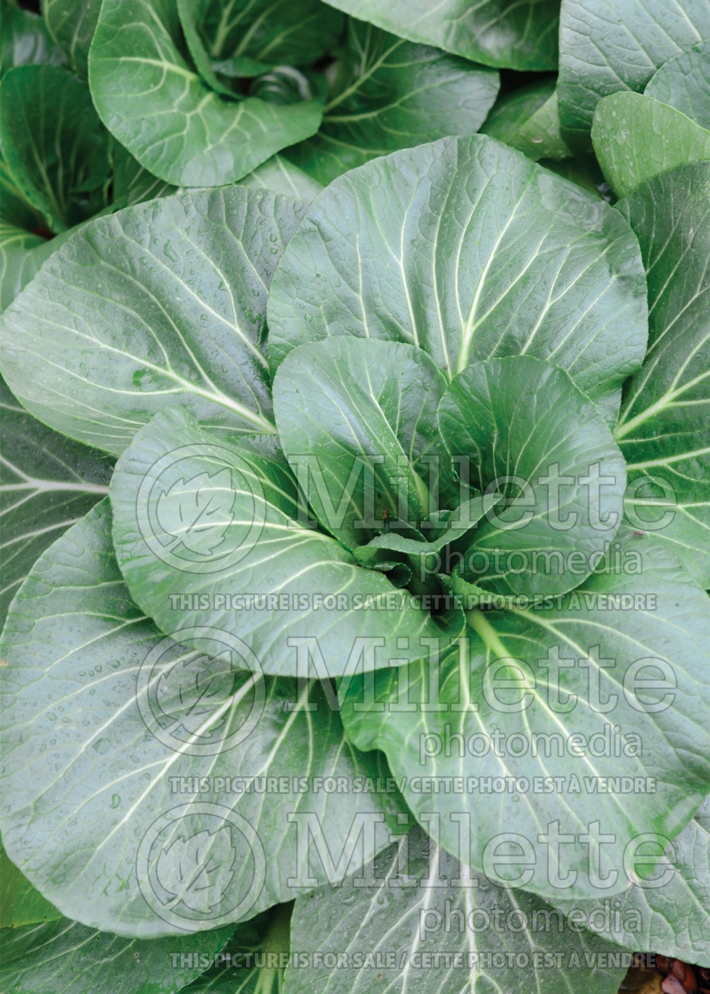 Brassica Black Summer (pak-choi asiatic vegetable ) 1