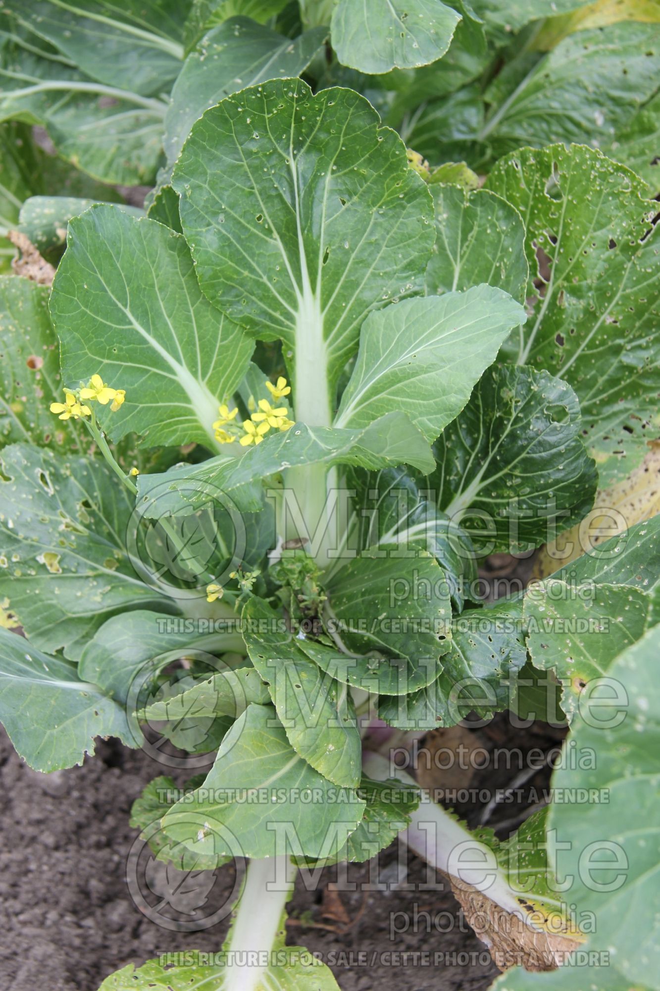 Brassica Feng Qing Choi (Pak choi asiatic vegetable) 1