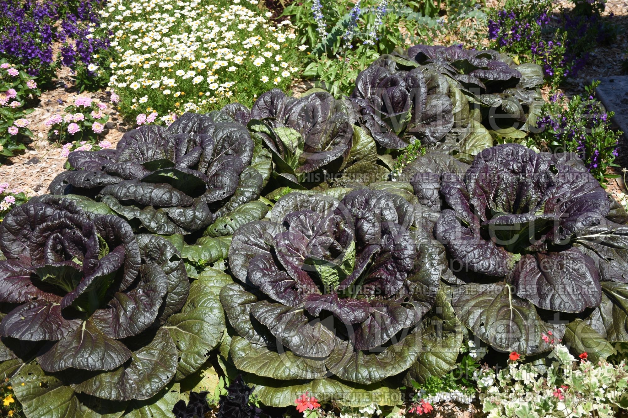 Brassica Edibliss Heavy Metal (Chinese cabbage Vegetable) 2