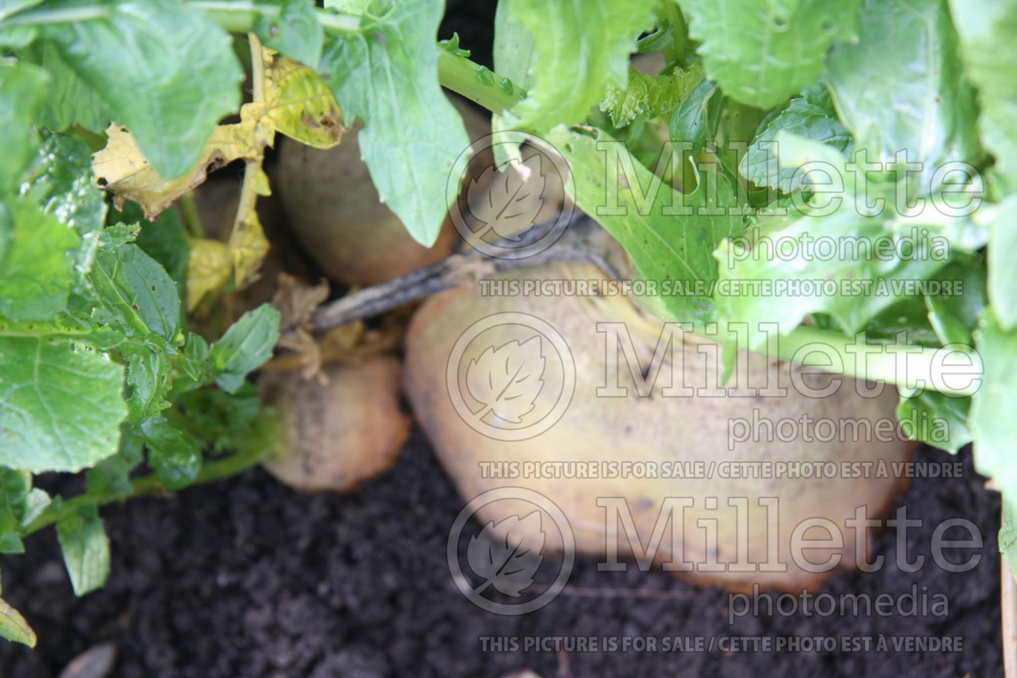 Brassica Goldana (Turnip vegetable ) 1