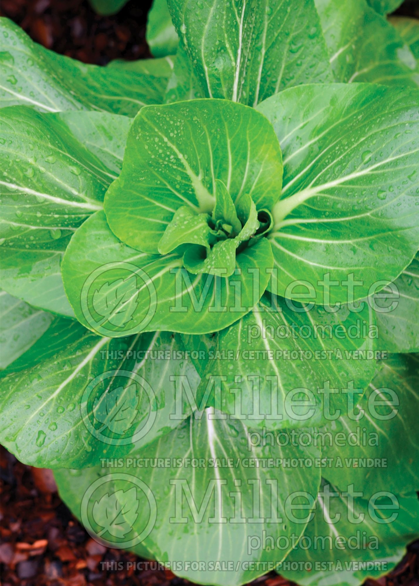 Brassica rapa Hanakan (pak-choi asiatic vegetable ) 1