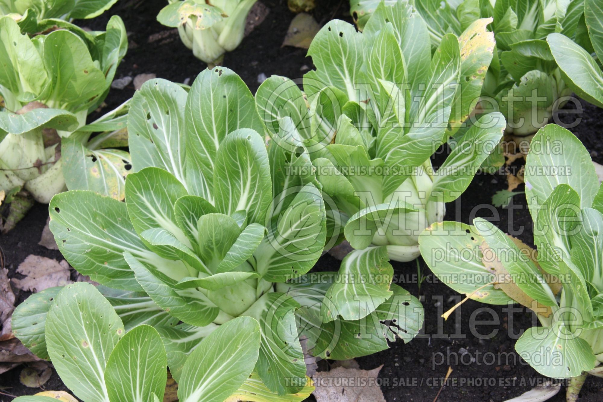 Brassica Mei Qing Choi (pak-choi asiatic vegetable) 5