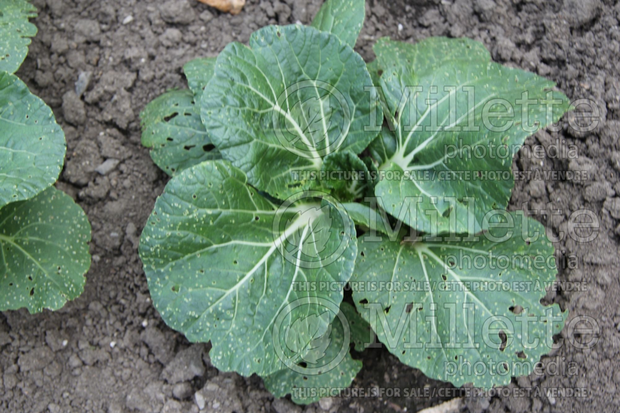Brassica Mei Qing Choi (pak-choi asiatic vegetable) 3