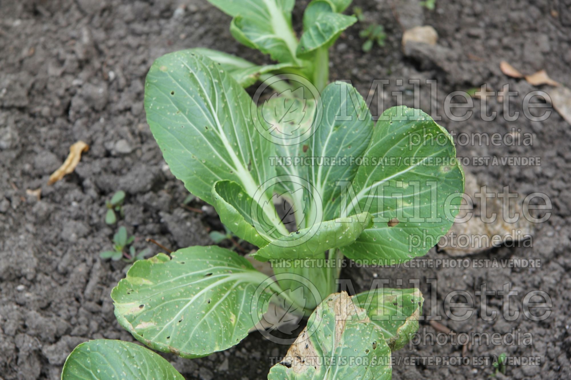Brassica Mei Qing Choi (pak-choi asiatic vegetable) 4