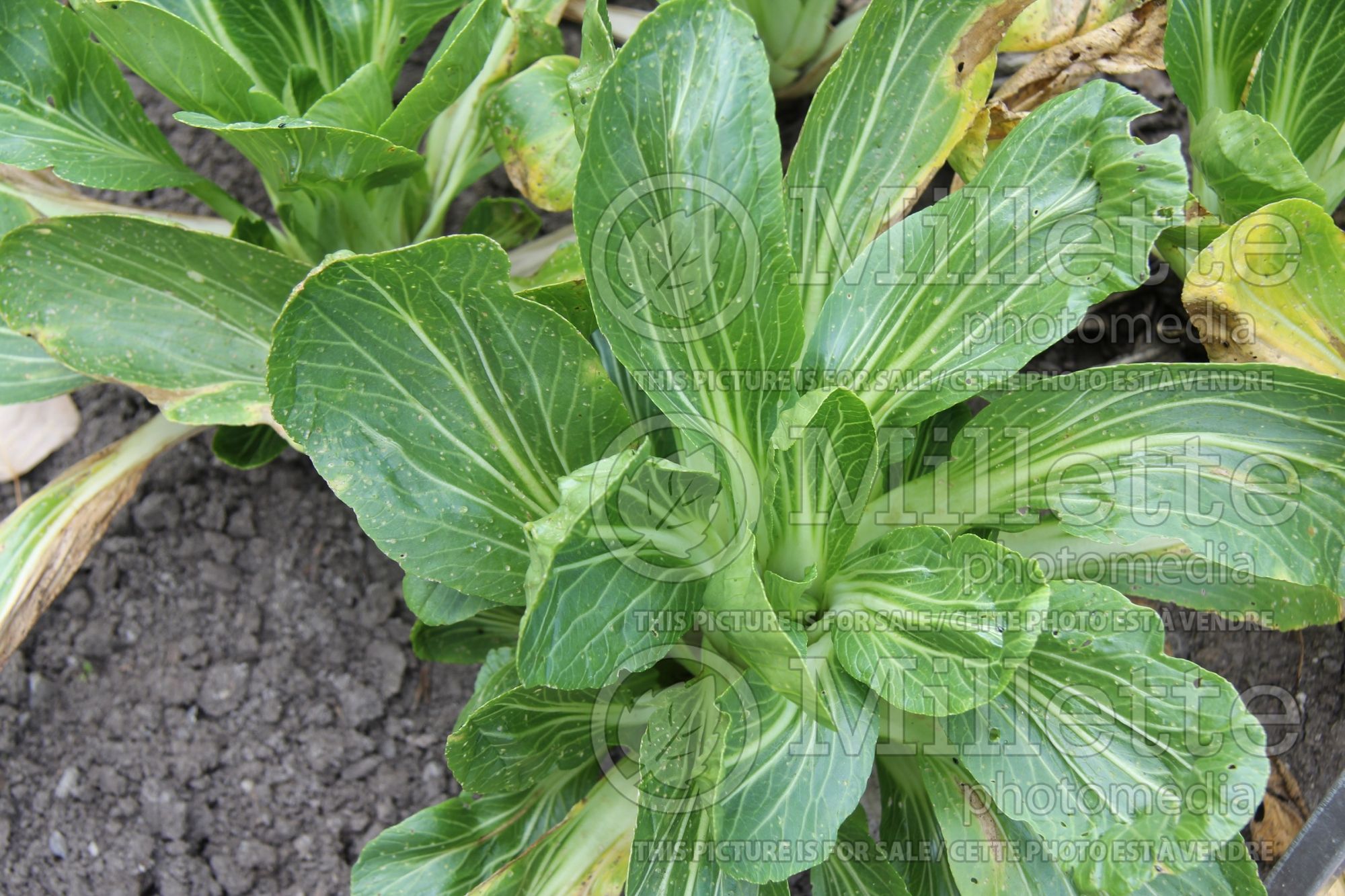 Brassica Mei Qing Choi (pak-choi asiatic vegetable ) 2