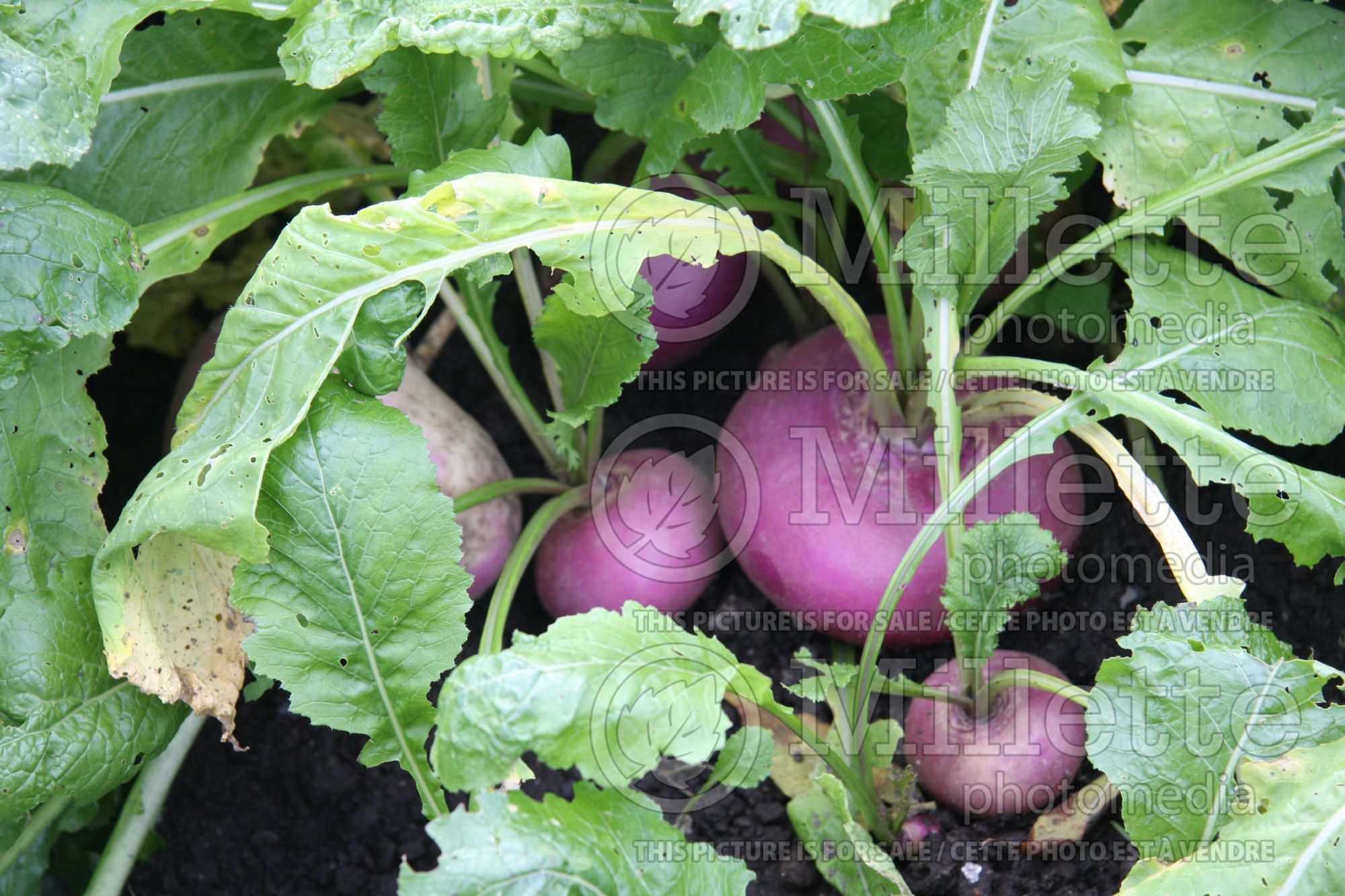 Brassica Milan Purple Top (turnip asiatic vegetable) 1