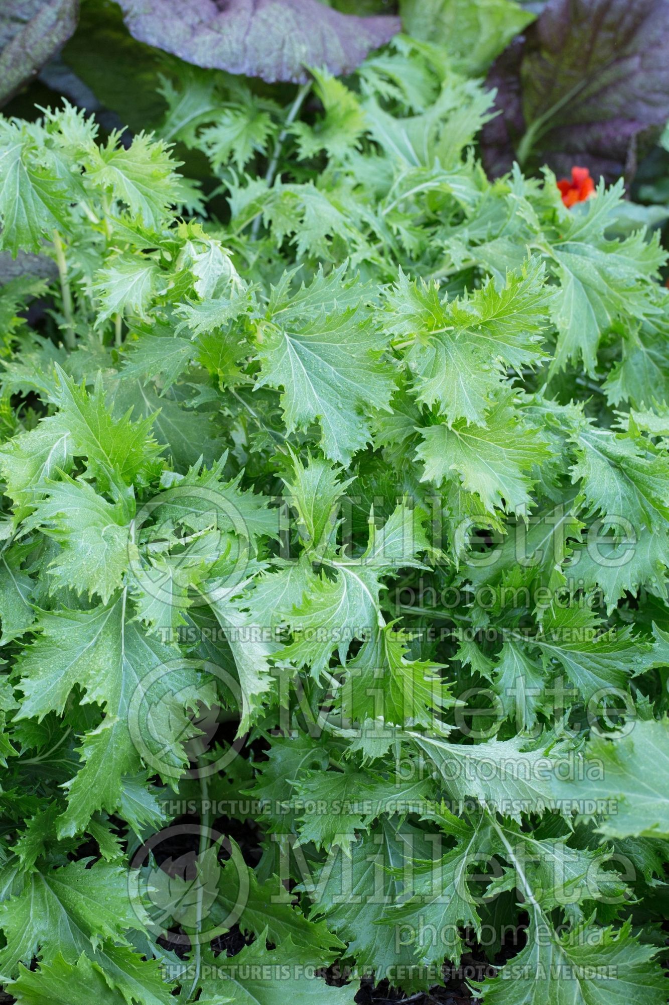 Brassica Mizuna (mustard greens asiatic vegetable ) 2