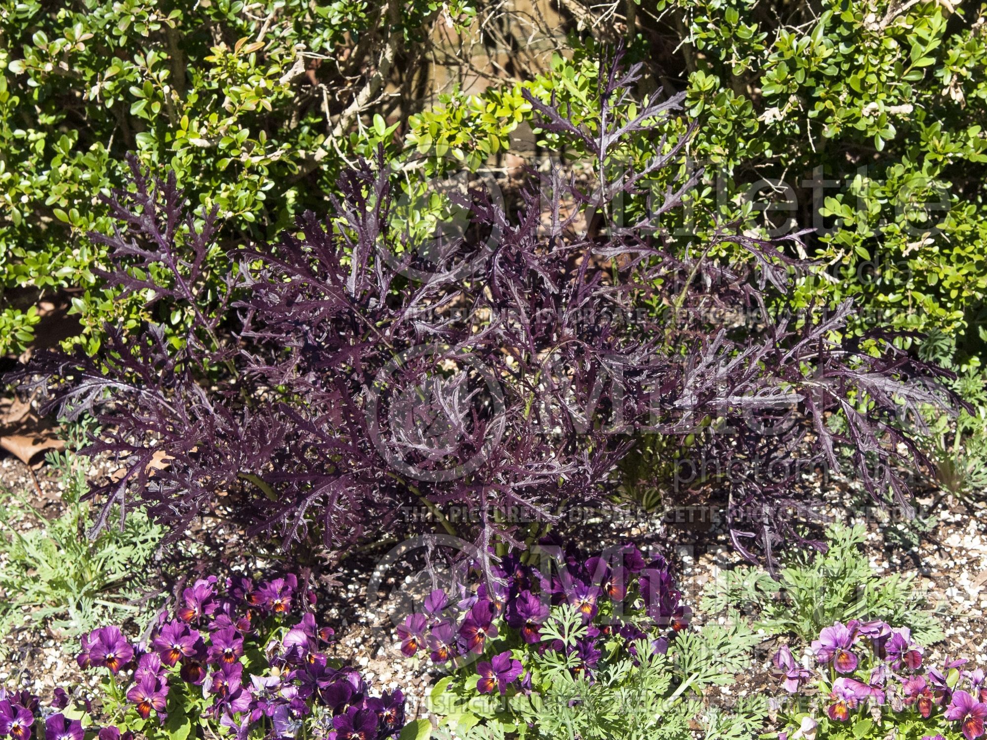 Brassica Mizuna Red Streak (Mustard Vegetable) 2