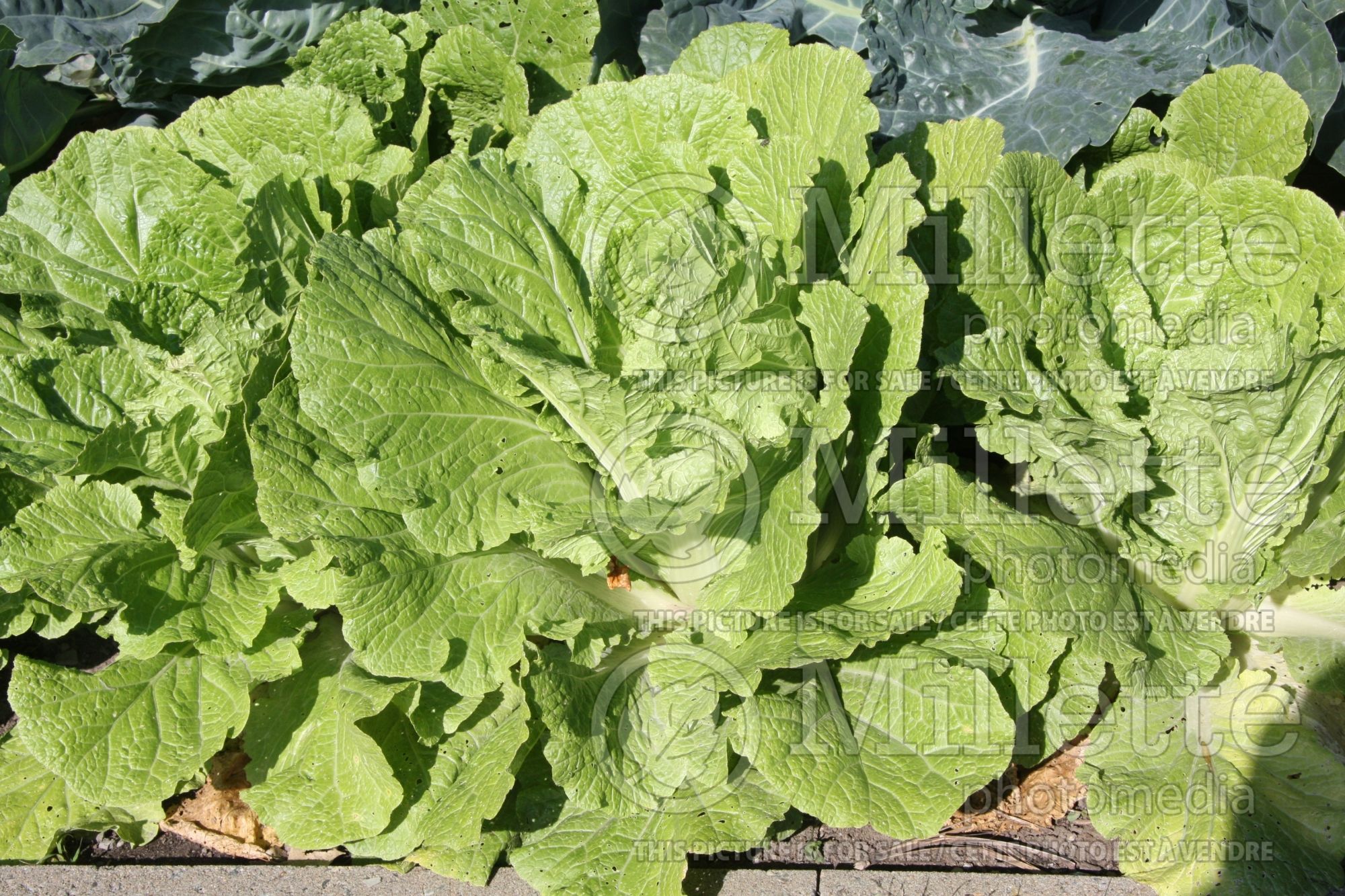 Brassica Blues (Pak choi asiatic vegetable) 1