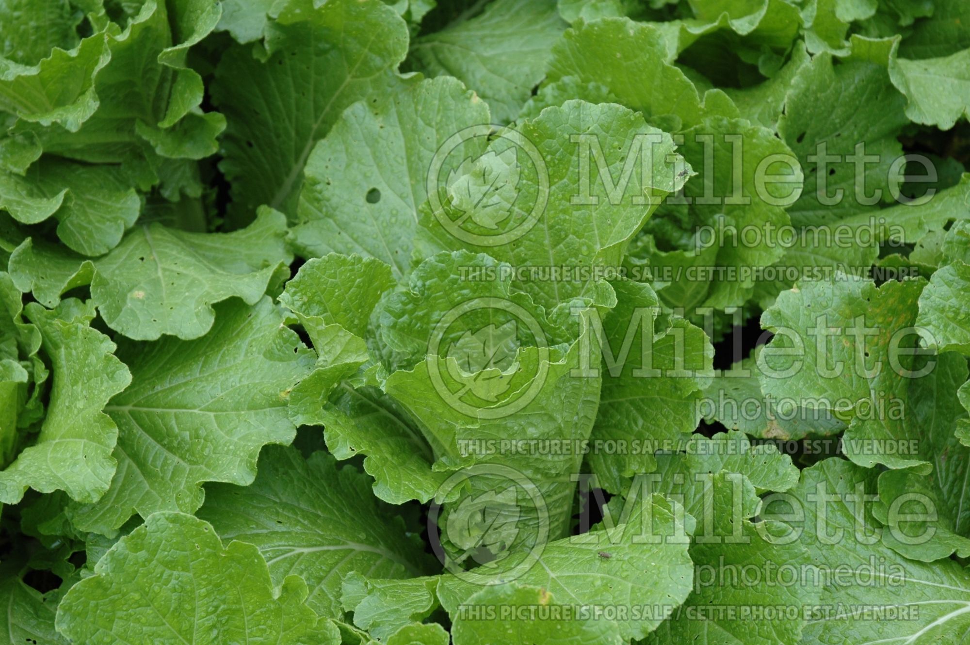 Brassica Michihili Jade Pagoda (Pak choi asiatic vegetable) 1
