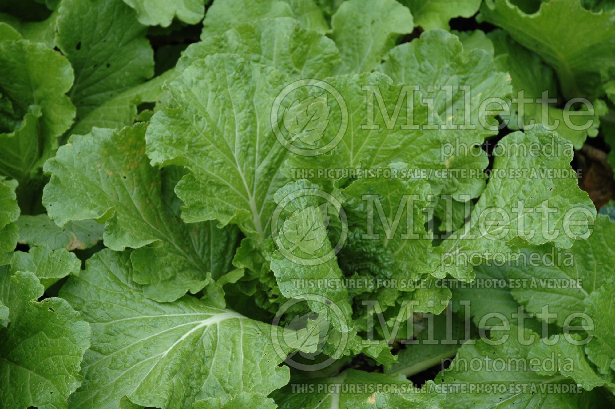 Brassica Michihili Jade Pagoda (Pak choi asiatic vegetable) 2