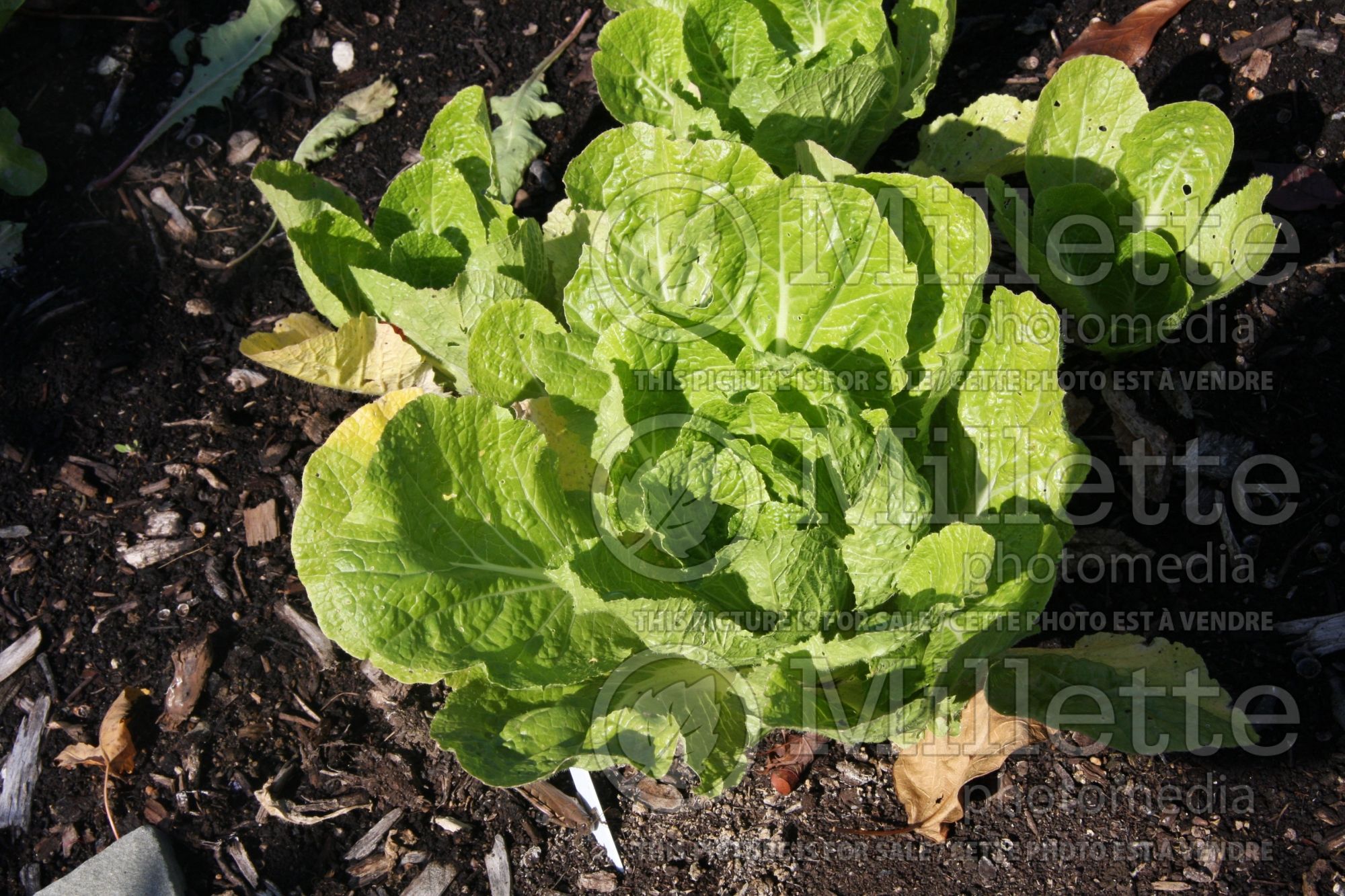 Brassica Nikko (Pak choi asiatic vegetable) 2