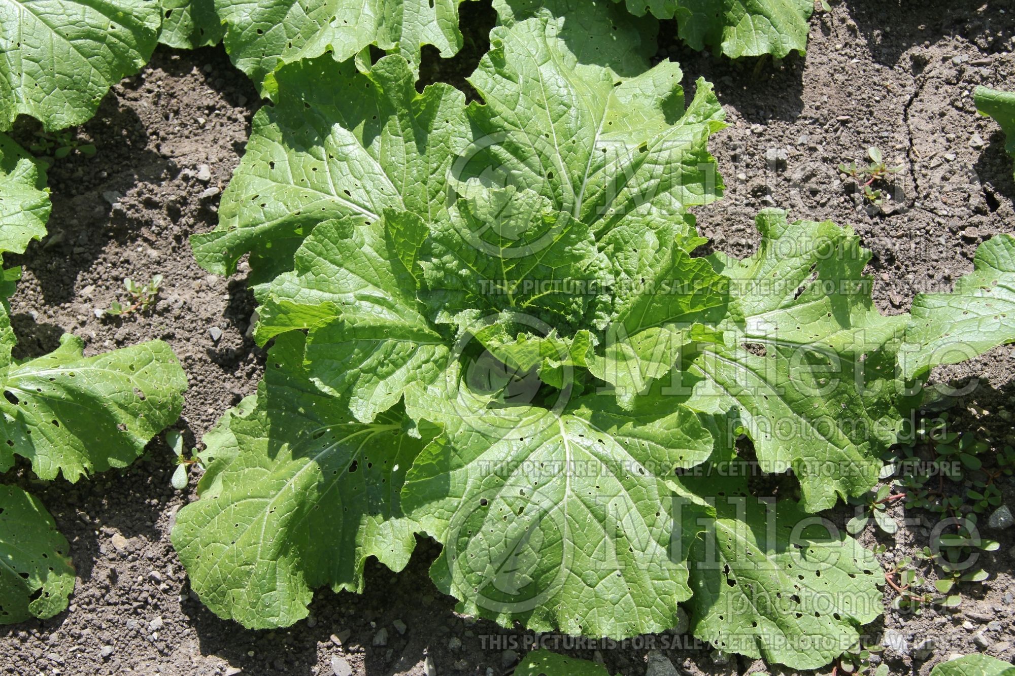 Brassica Yuki (Pak choi asiatic vegetable) 1