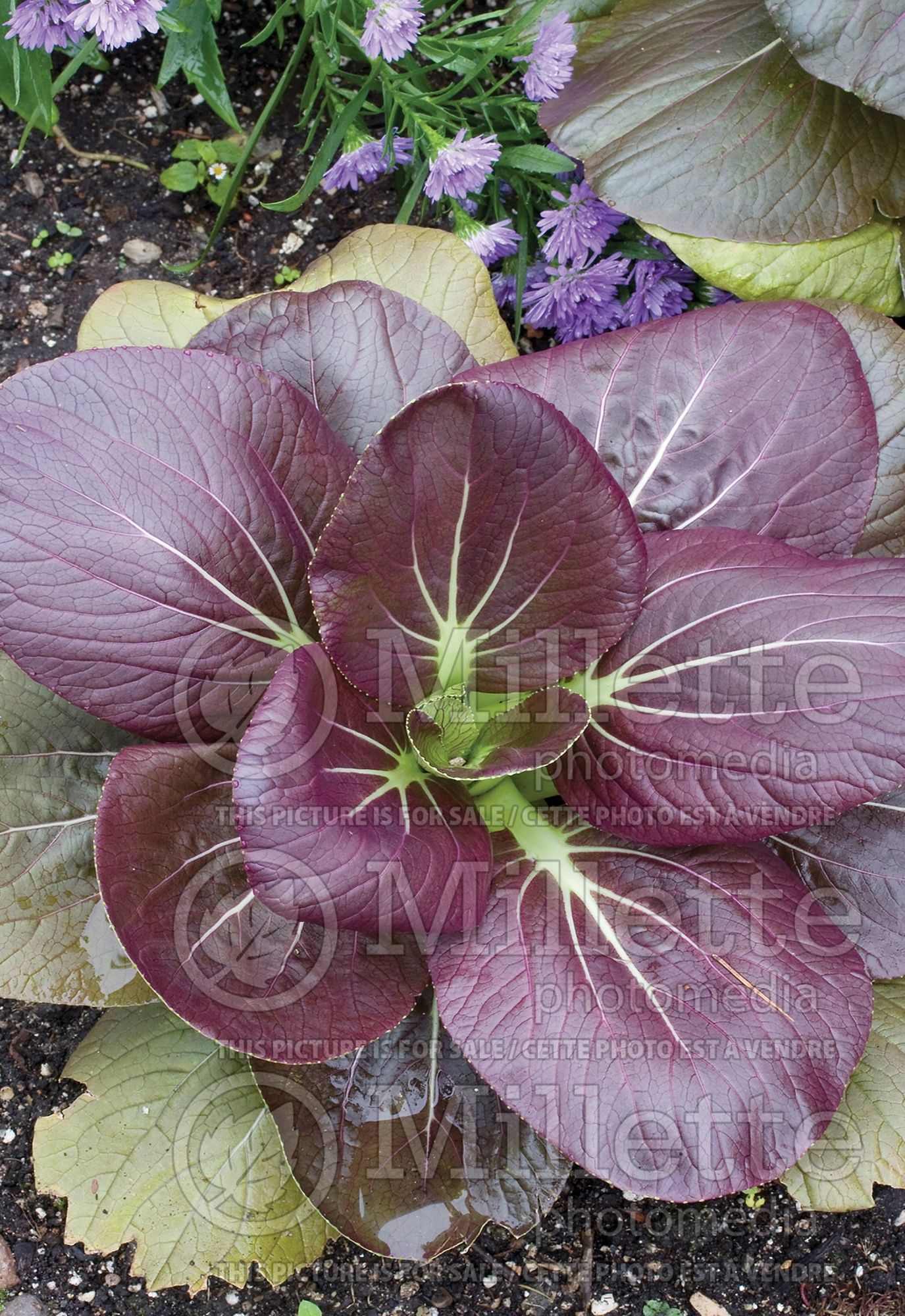 Brassica Red Choi (Pak choi asiatic vegetable ) 1