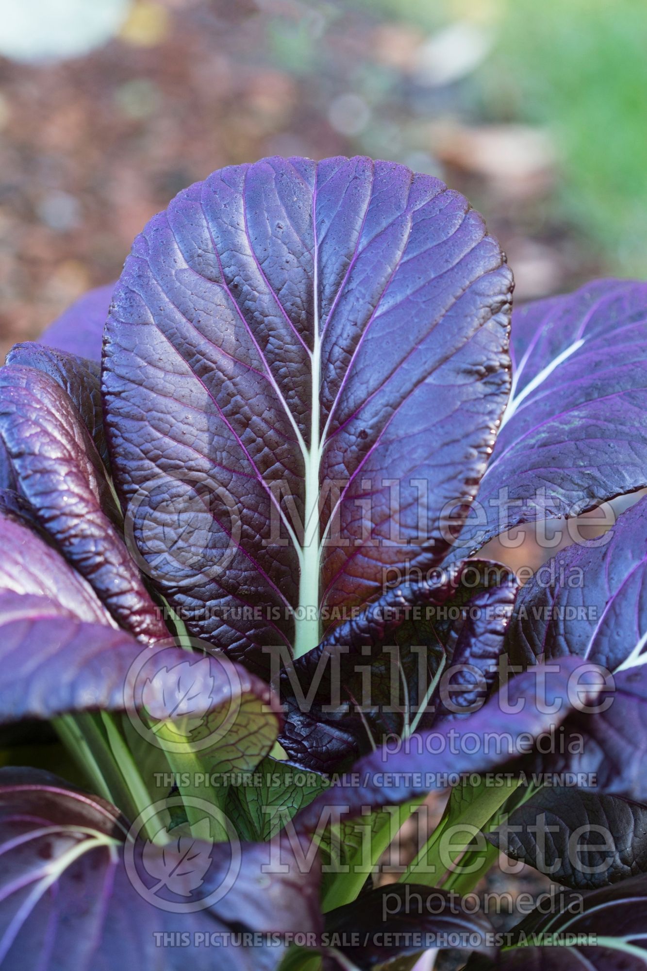 Brassica Rosie (pac choi vegetable) 1