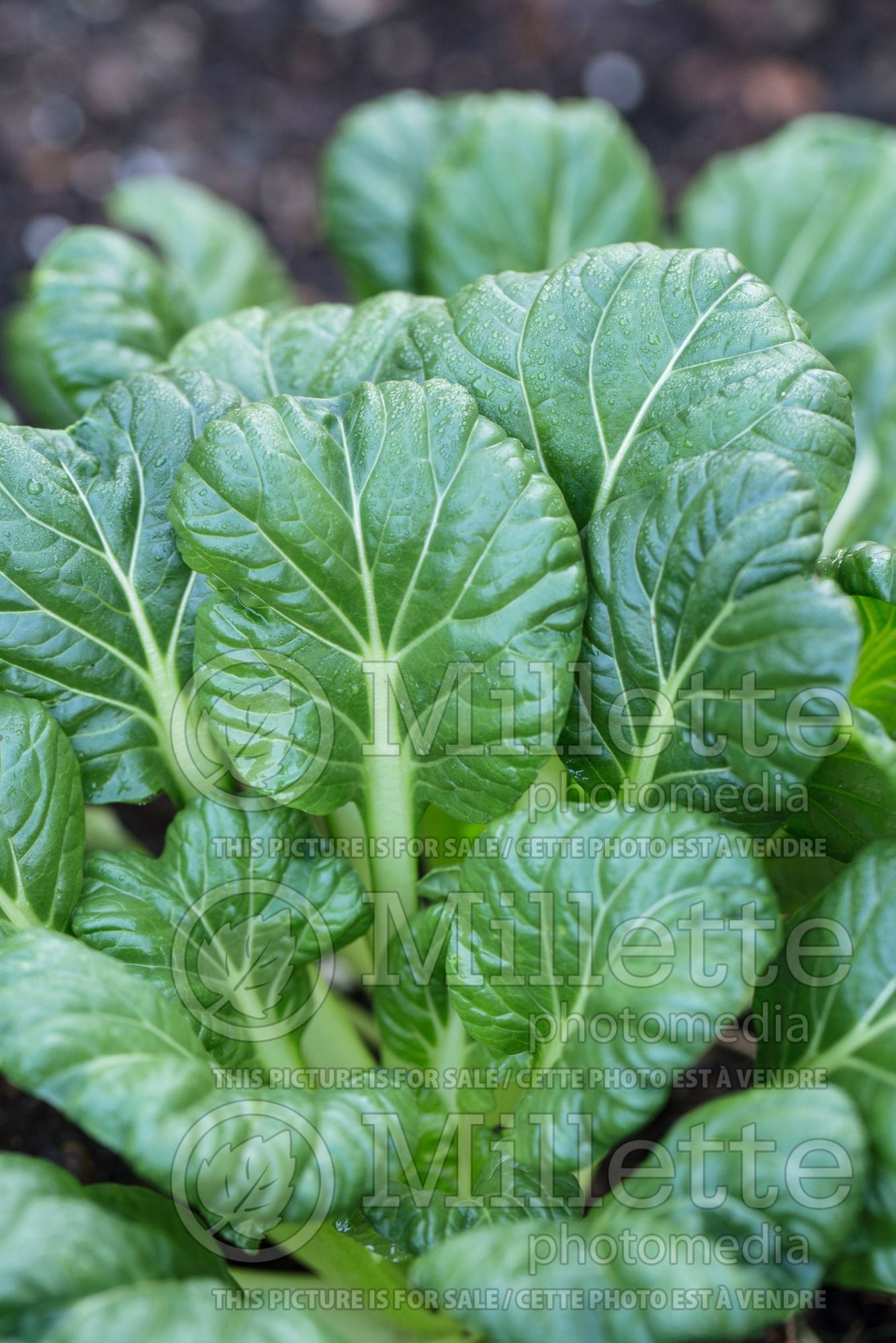 Brassica Tatsoi (pak choi oriental vegetable ) 1