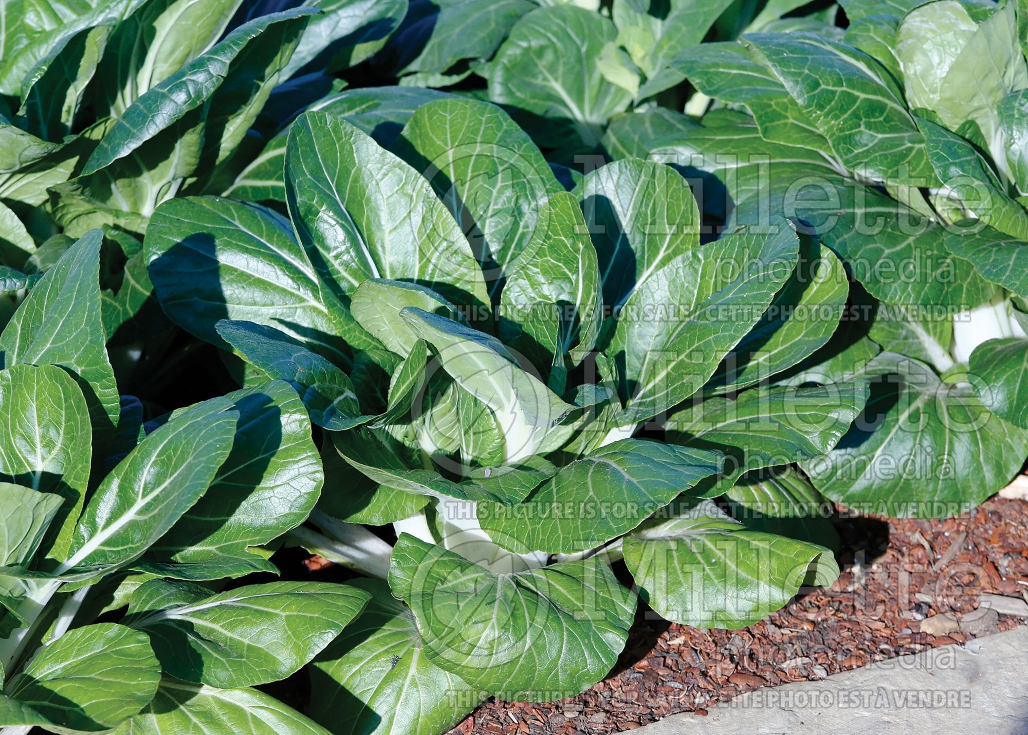 Brassica Win Win (Pak choi asiatic vegetable) 1