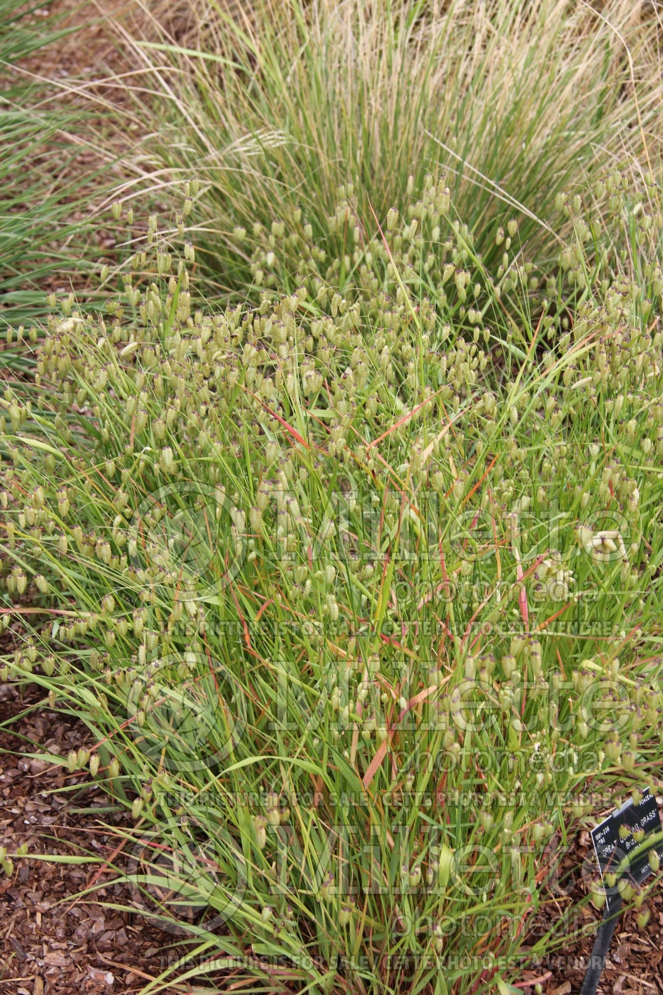 Briza maxima (Greater quaking grass ornamental grass) 1