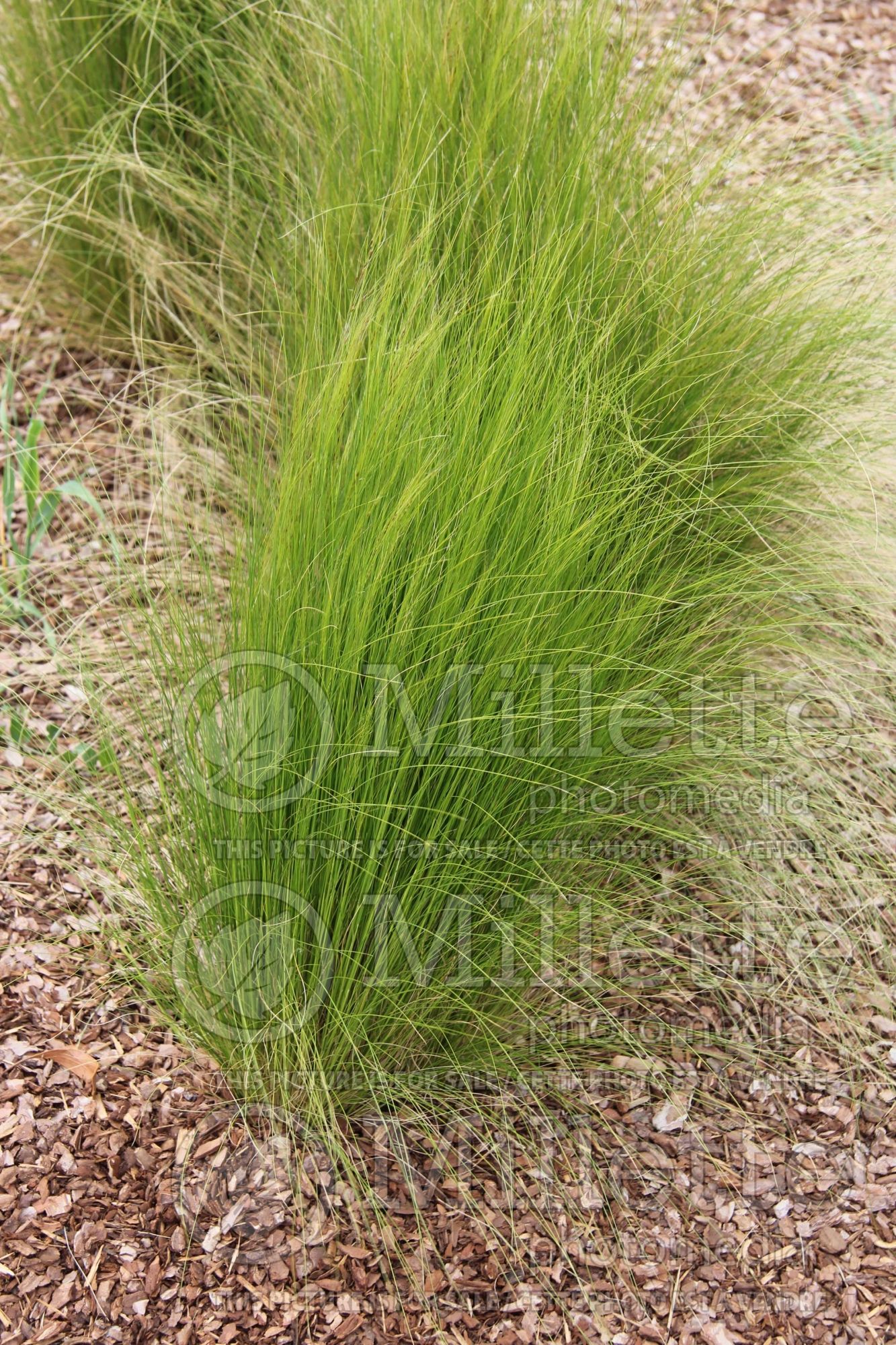 Briza minor (lesser quaking-grass or little quakinggrass ornamental grass) 1