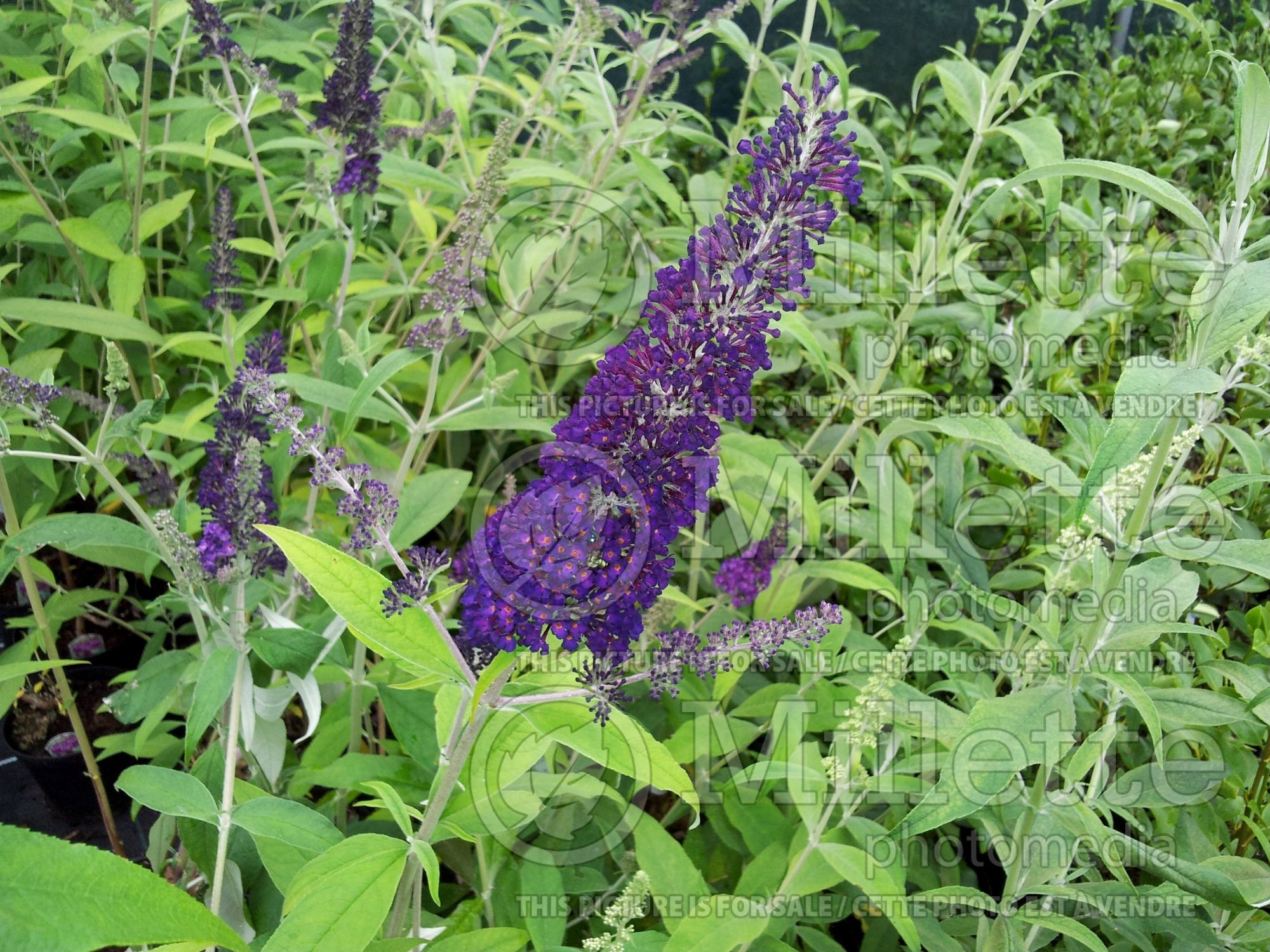 Buddleia aka Buddleja Black Knight (Butterfly Bush) 3