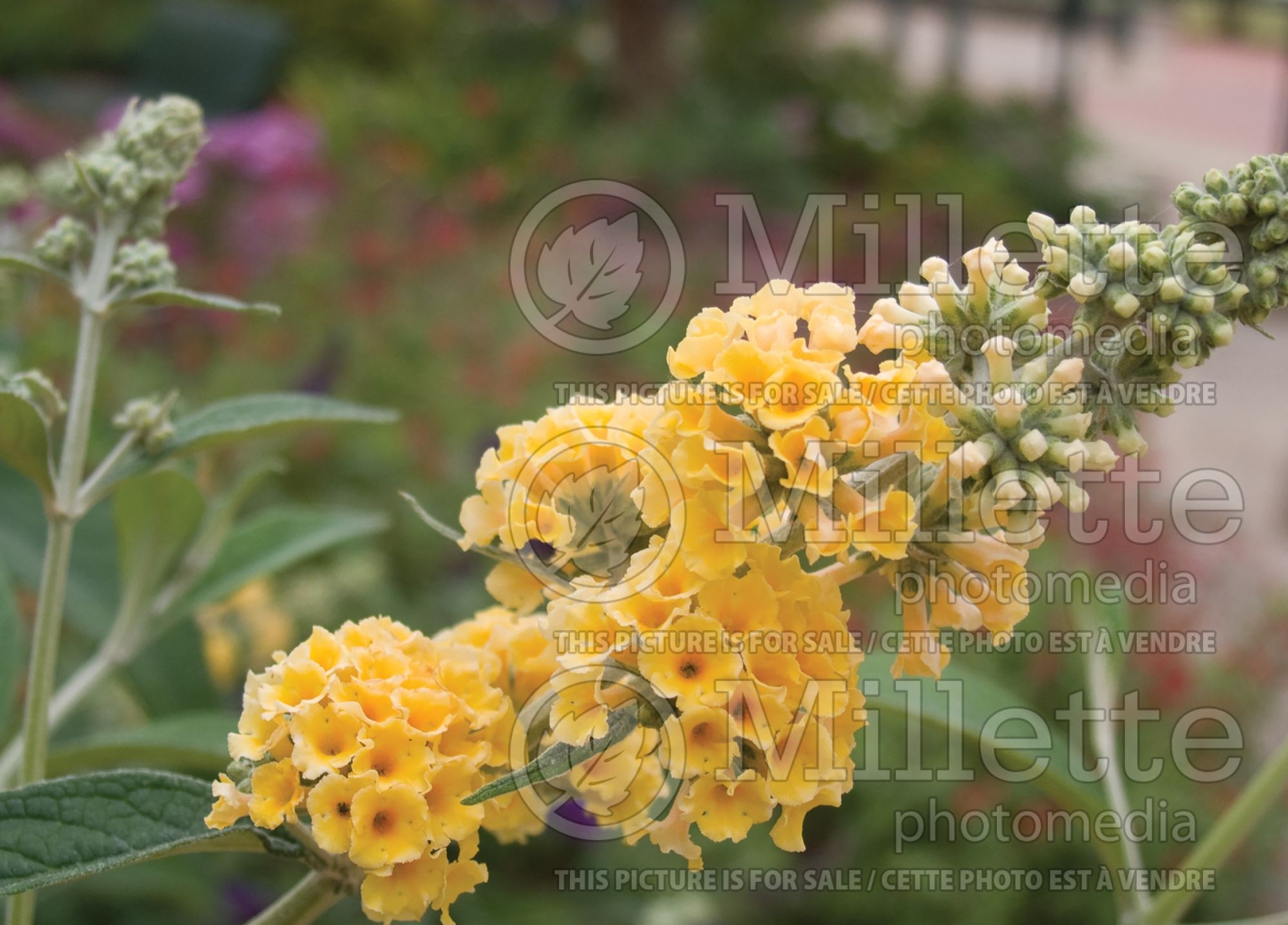 Buddleia aka Buddleja Honeycomb (Butterfly Bush) 6