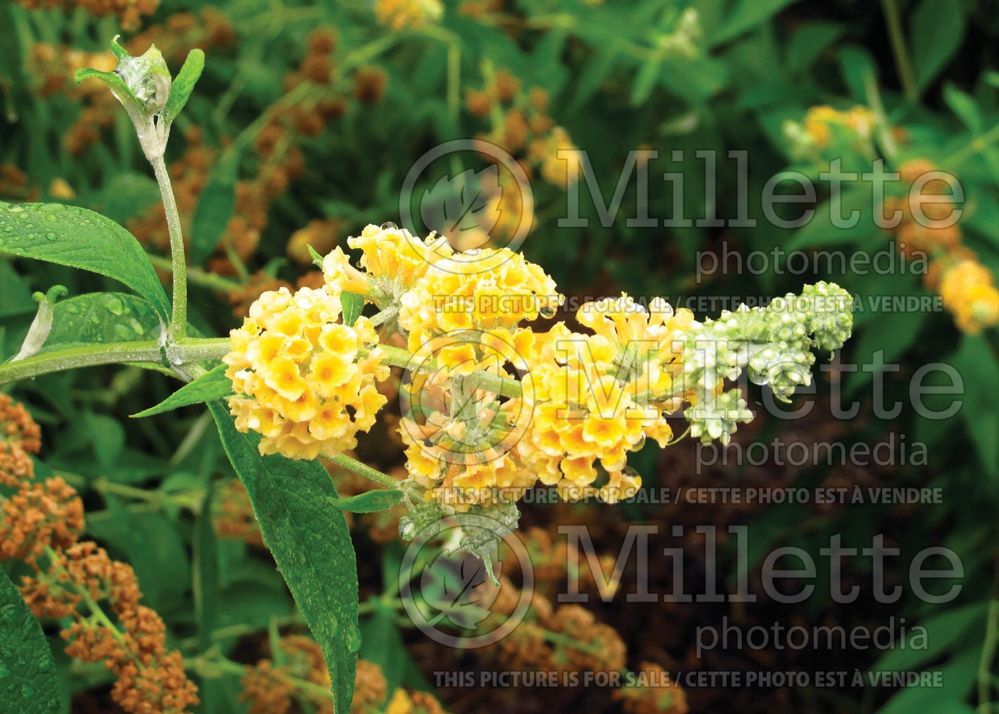 Buddleia aka Buddleja Honeycomb (Butterfly Bush) 7