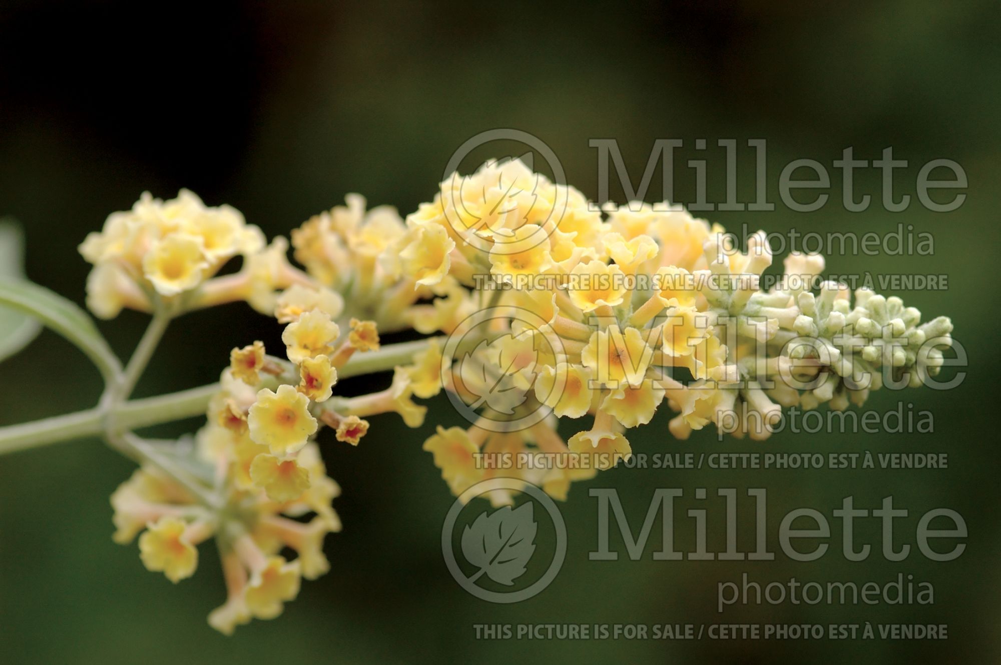 Buddleia aka Buddleja Honeycomb (Butterfly Bush) 5