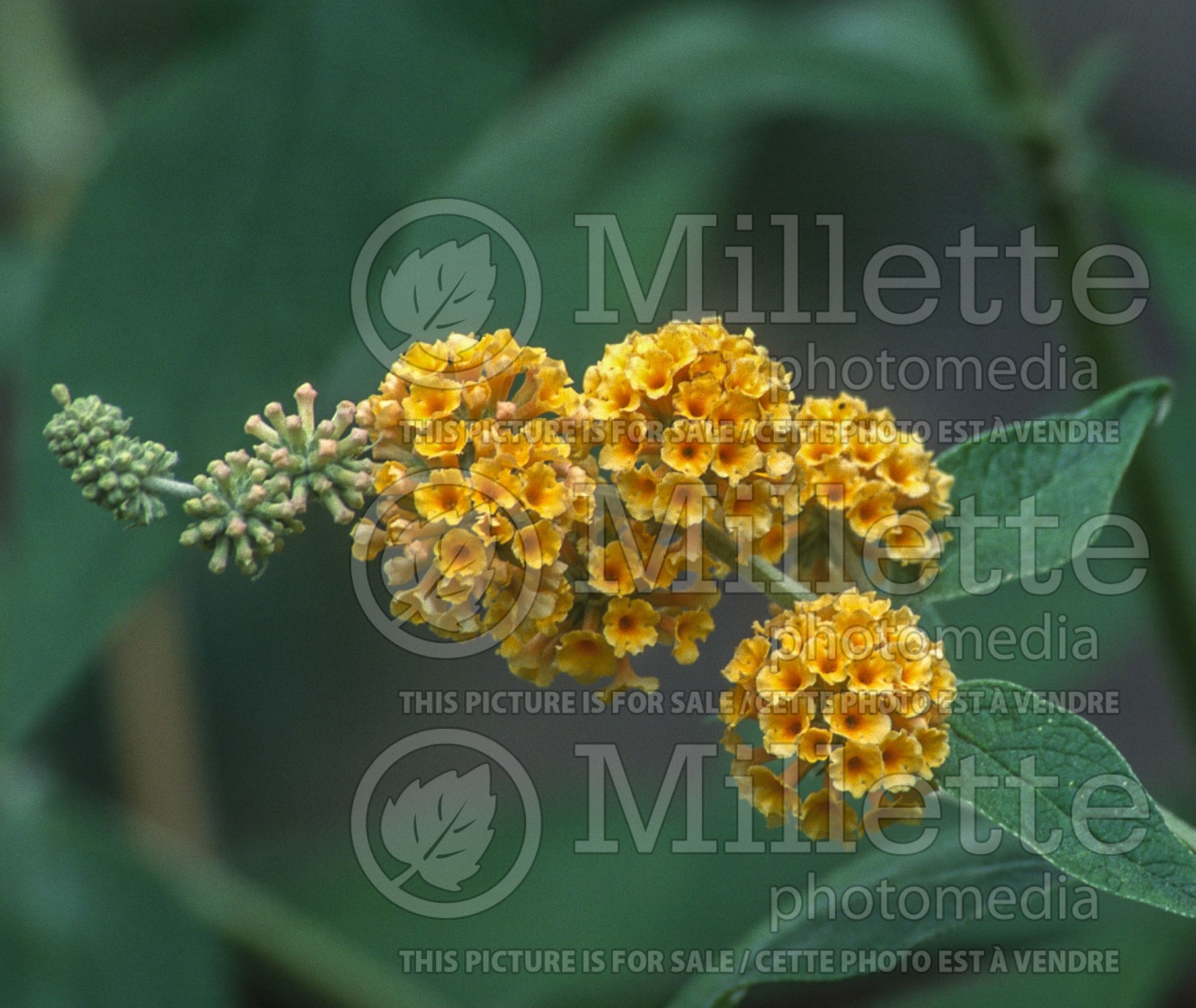 Buddleia aka Buddleja Honeycomb (Butterfly Bush) 4