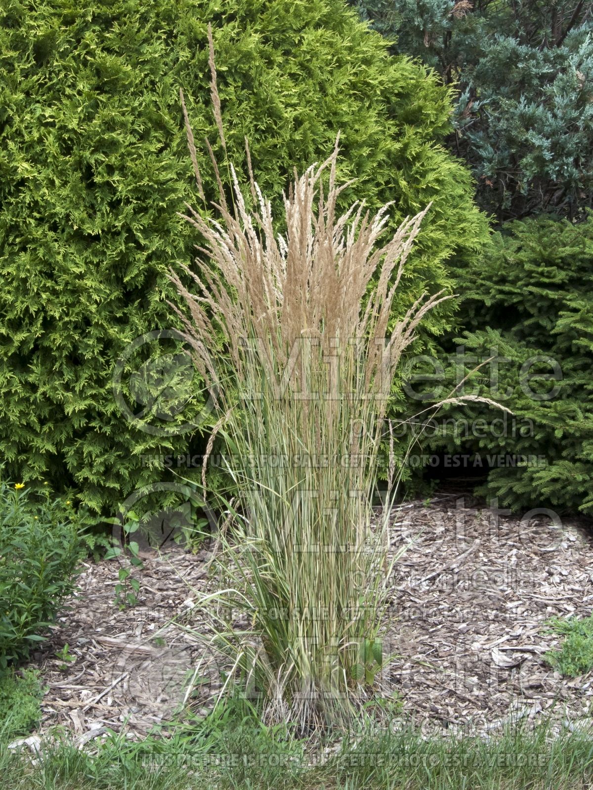 Calamagrostis Eldorado (Feather Reed Grass) 2