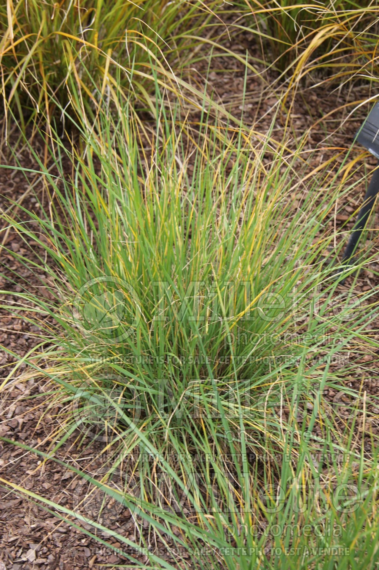 Calamovilfa longifolia (prairie sandreed and sand reedgrass ornamental grass) 1