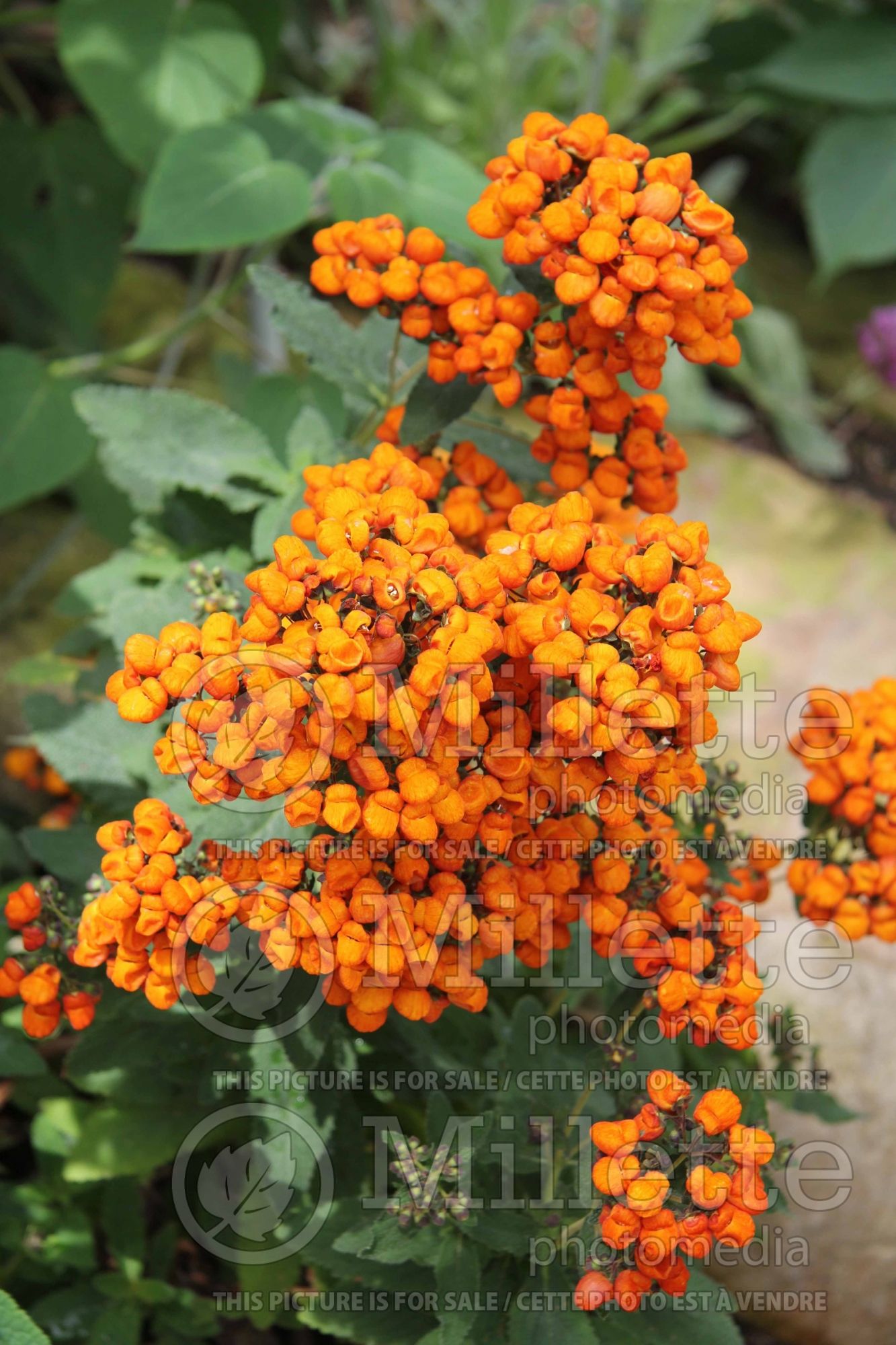 Calceolaria Kentish Hero (Pocketbook Plant) 2