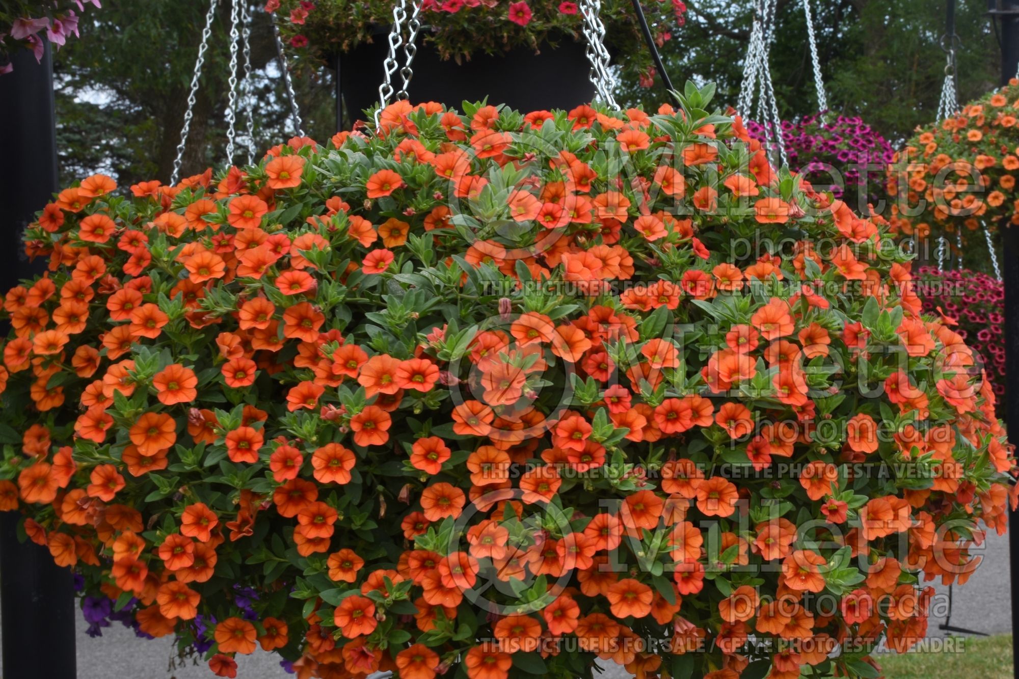 Calibrachoa Kabloom Orange (Calibrachoa) 1