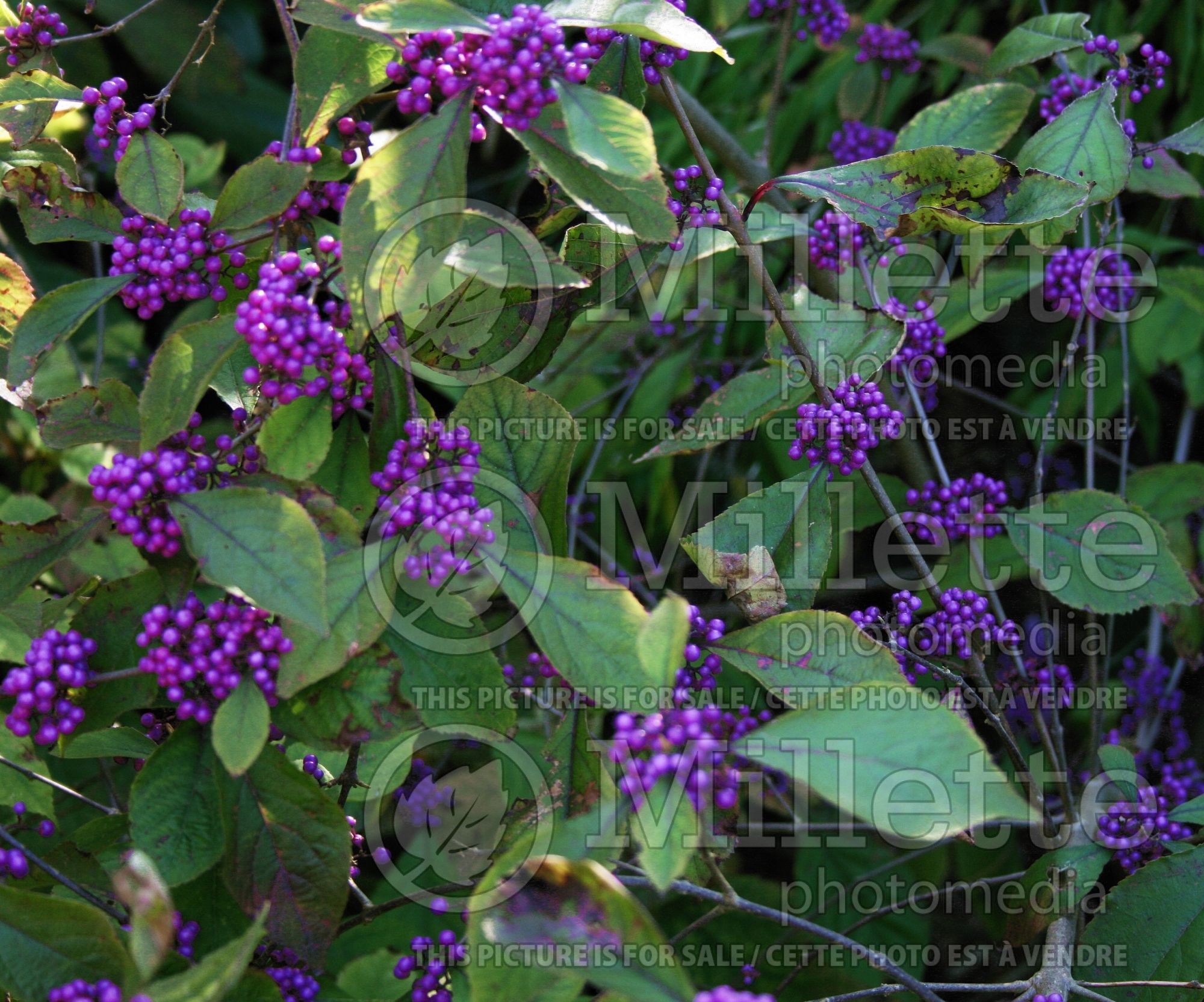 Callicarpa Profusion (Beautyberry) 5