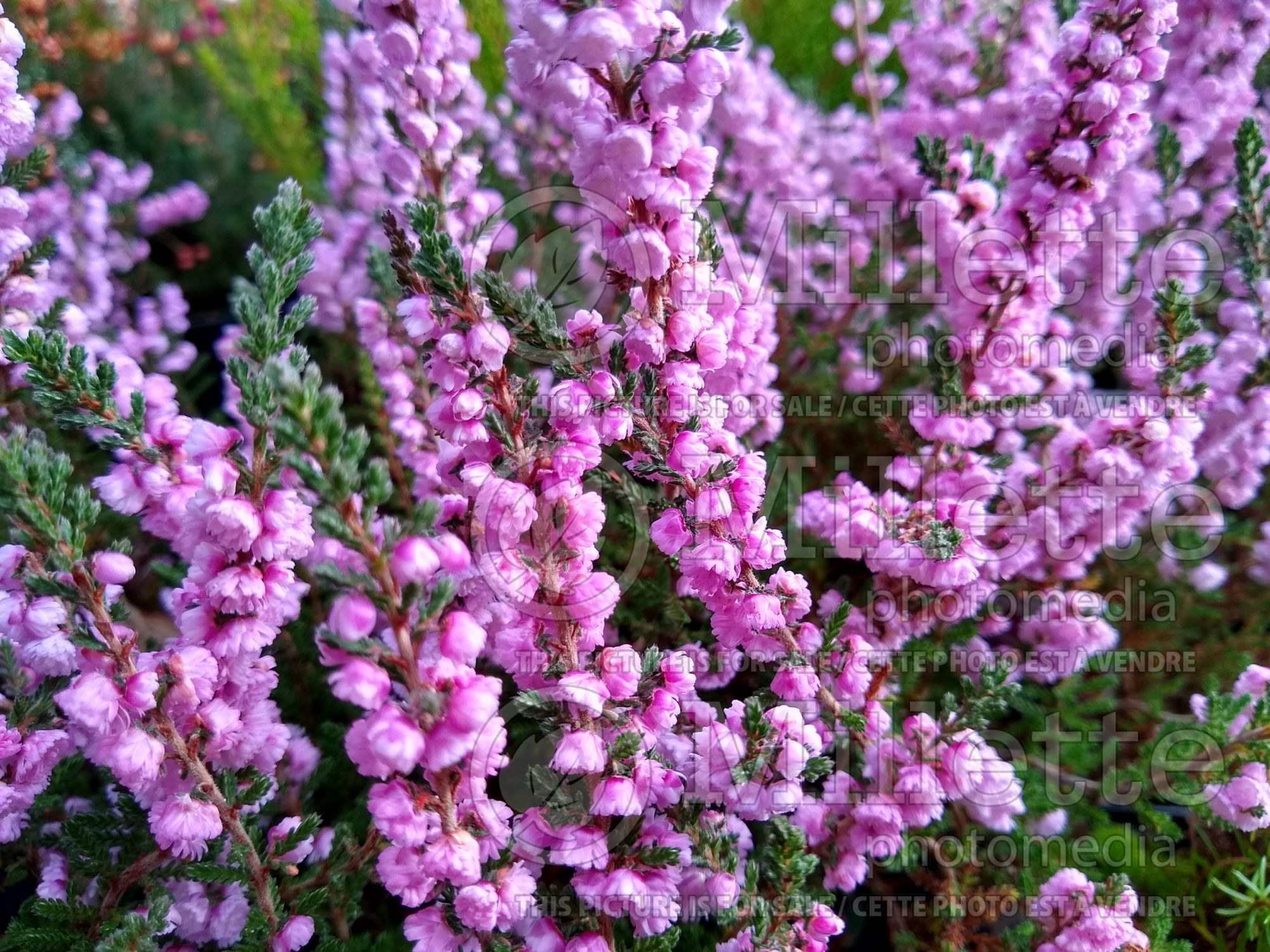 Calluna Peter Sparkes (Heather) 1
