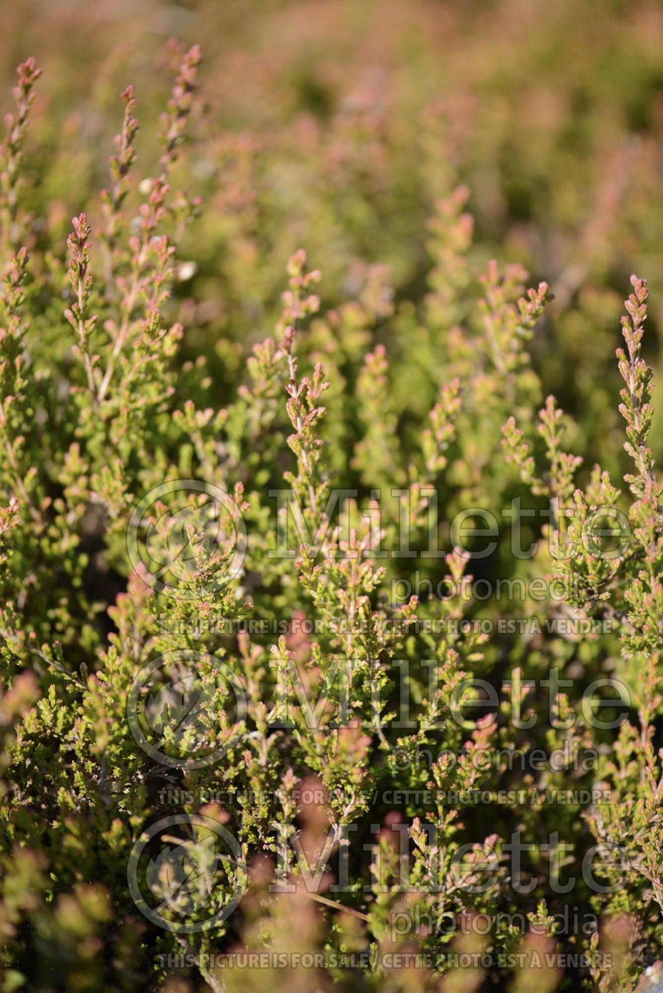 Calluna Ronas Hill (Heather) 2