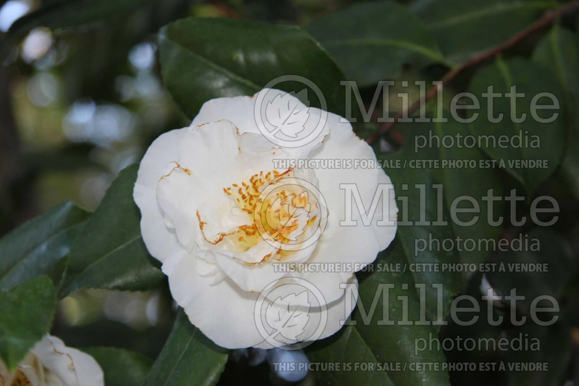 Camellia Finlandia aka White Jordan (Camellia) 1