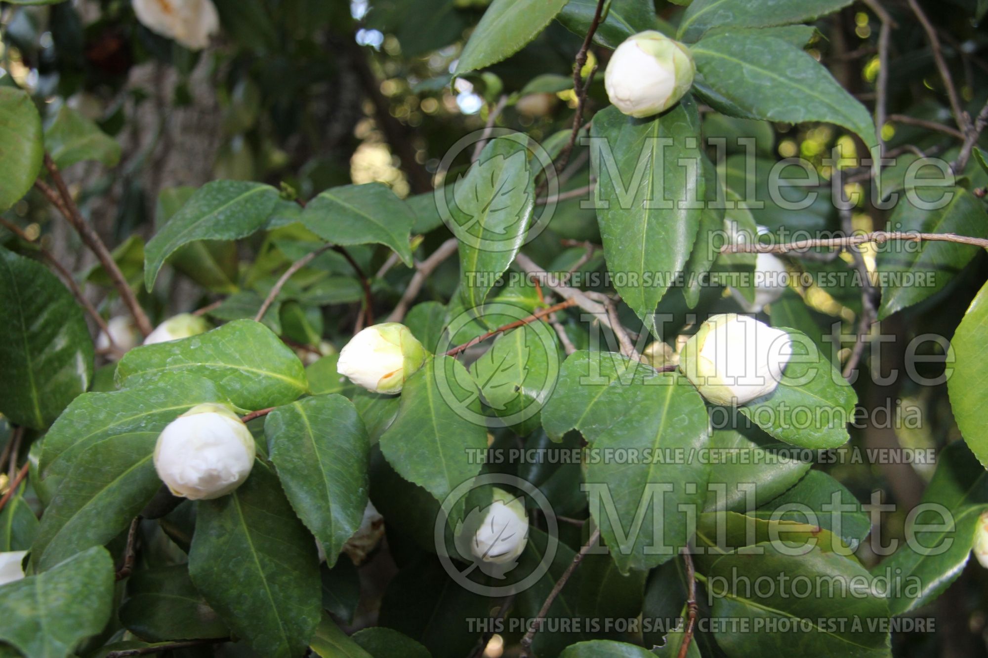 Camellia Finlandia aka White Jordan (Camellia) 2