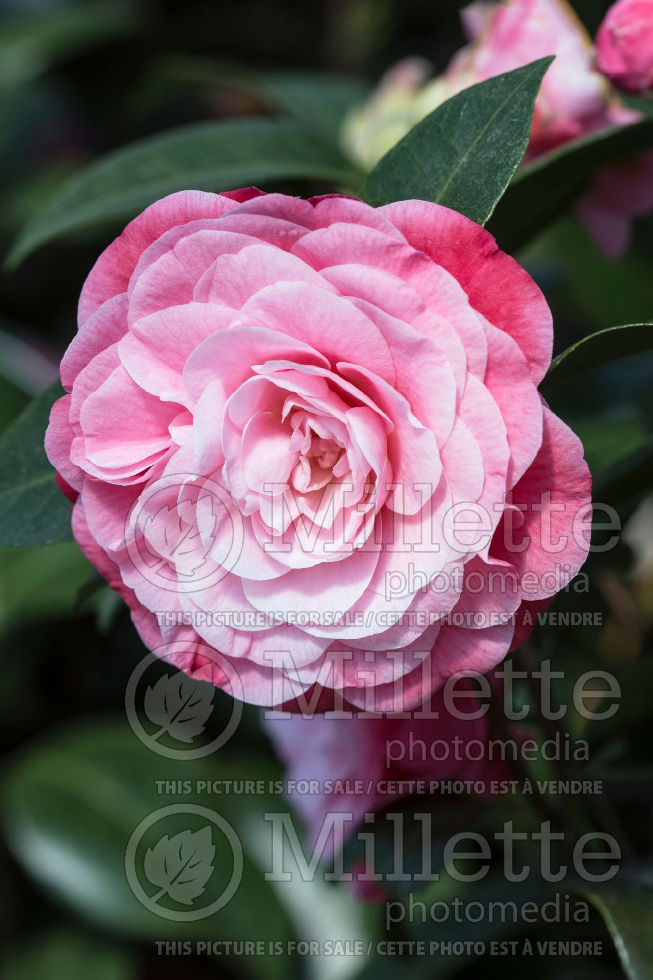 Camellia Nuccio's Cameo (Japanese Camellia) 3