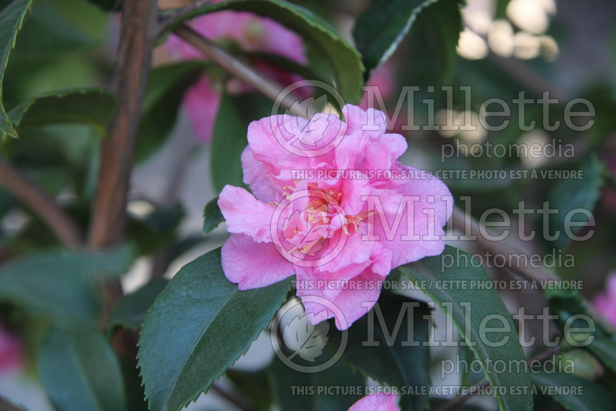 Camellia Fragrant Pink (Camellia) 3