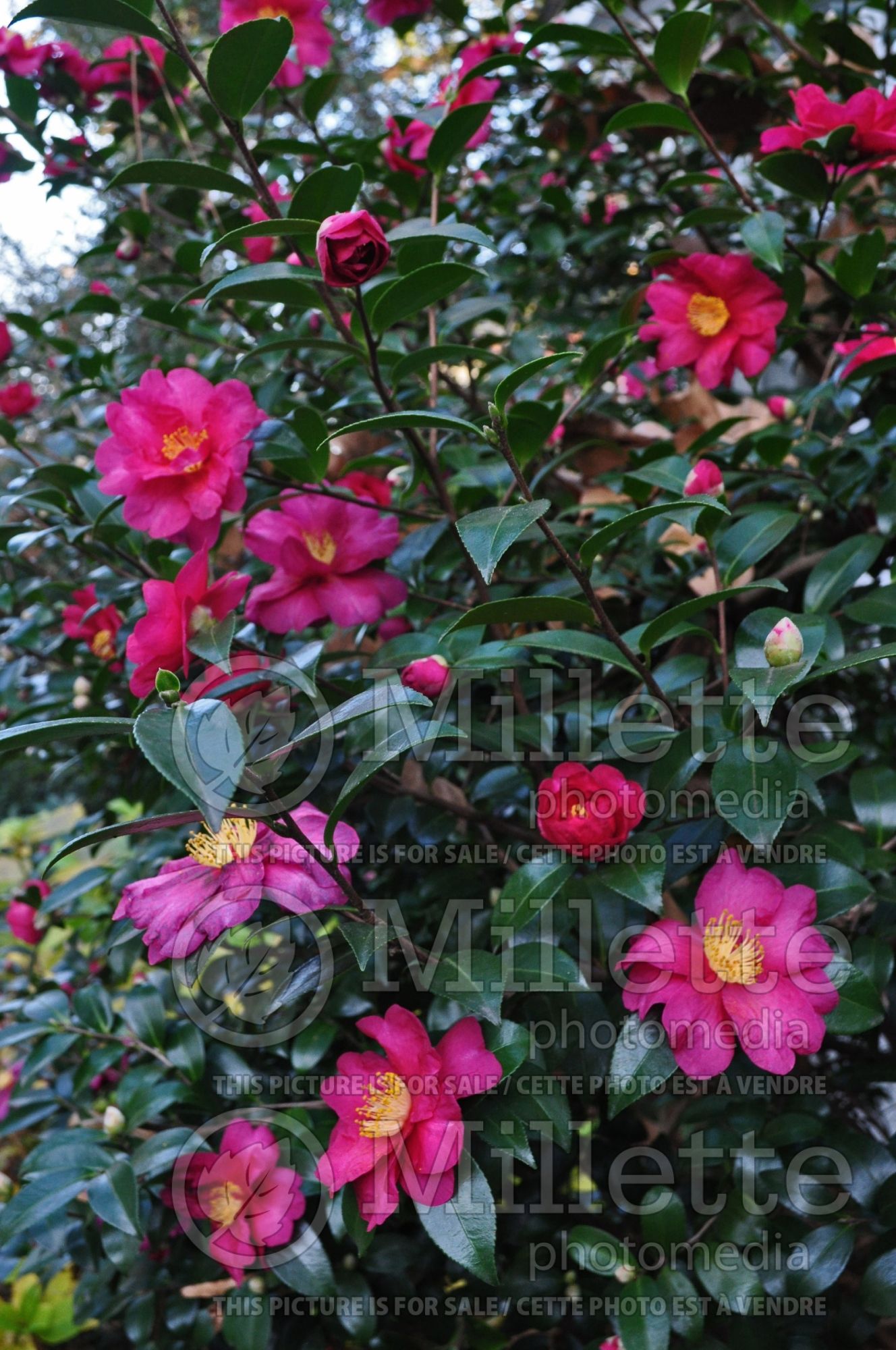 Camellia Kanjiro (Camellia) 1