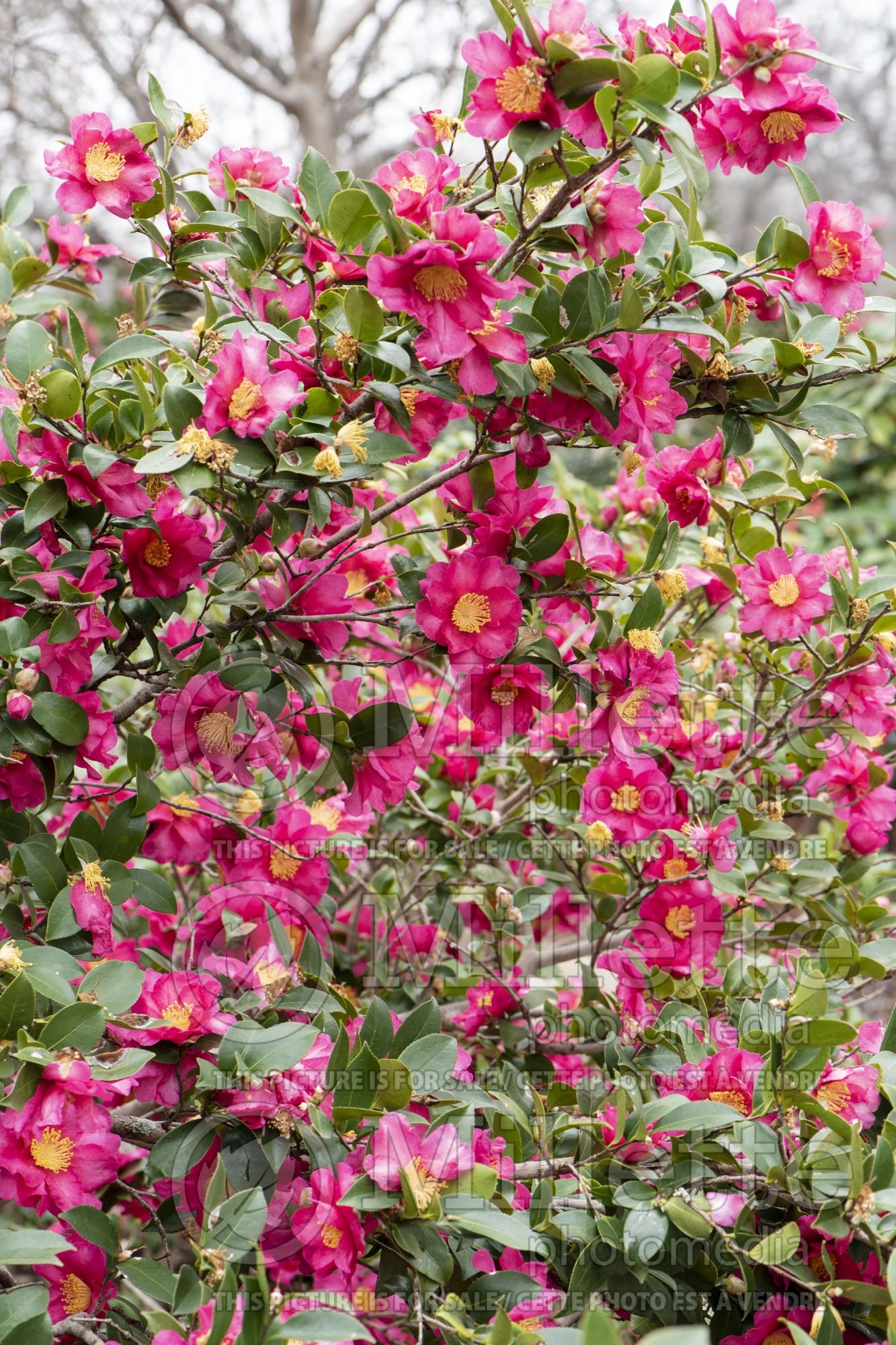 Camellia Kanjiro (Camellia) 5
