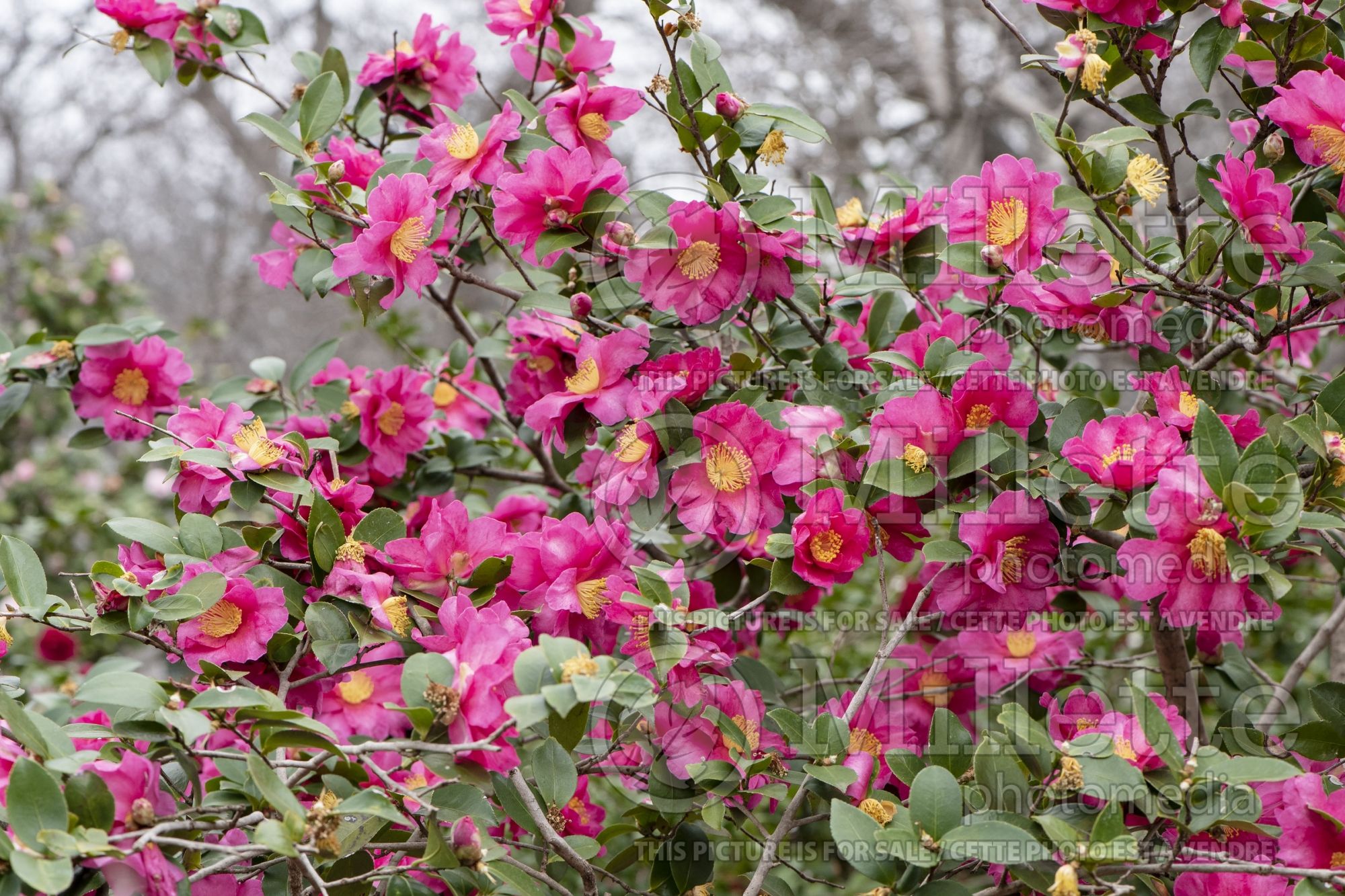 Camellia Kanjiro (Camellia) 4