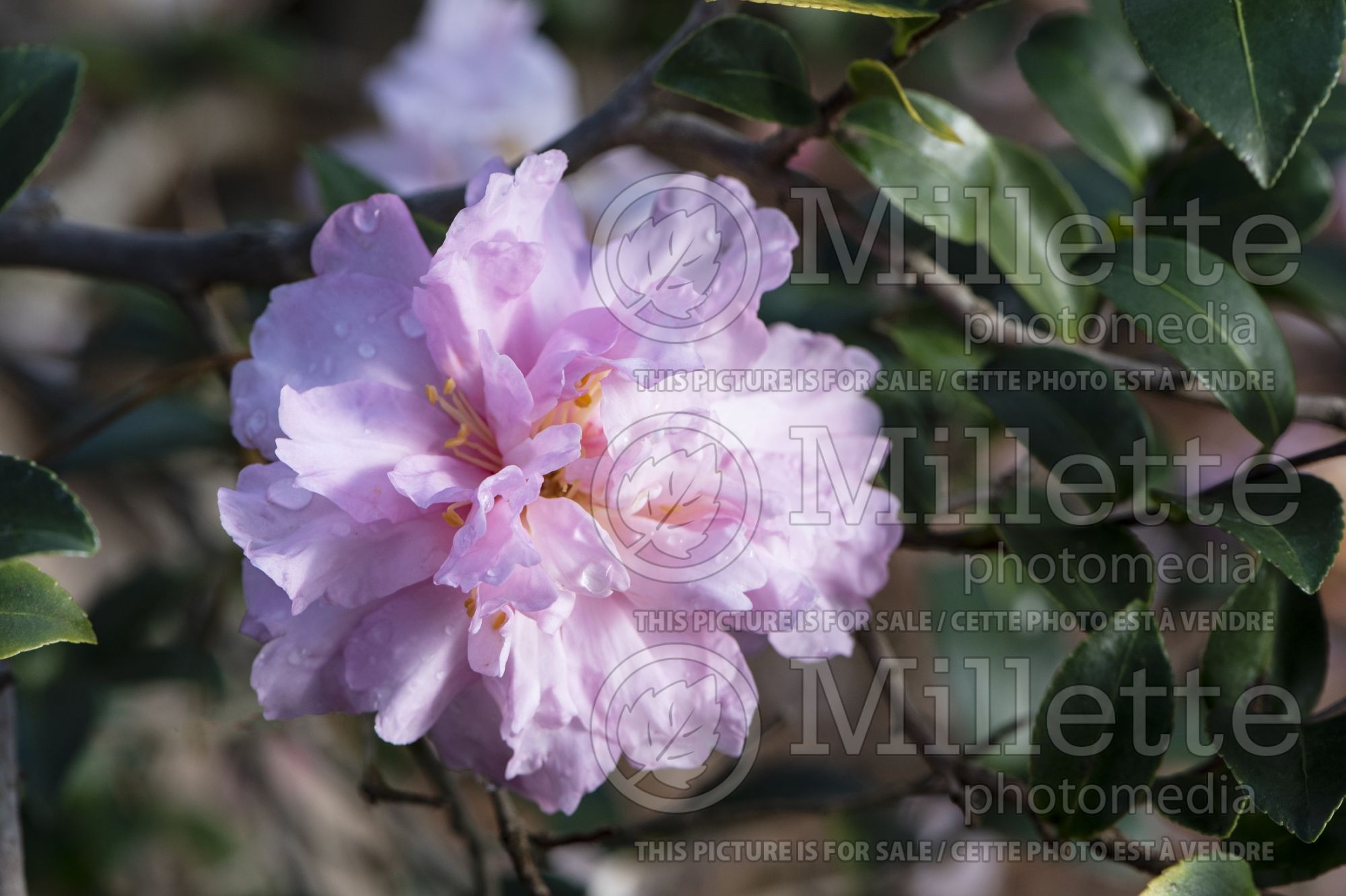 Camellia Pink Snow (Camellia) 1