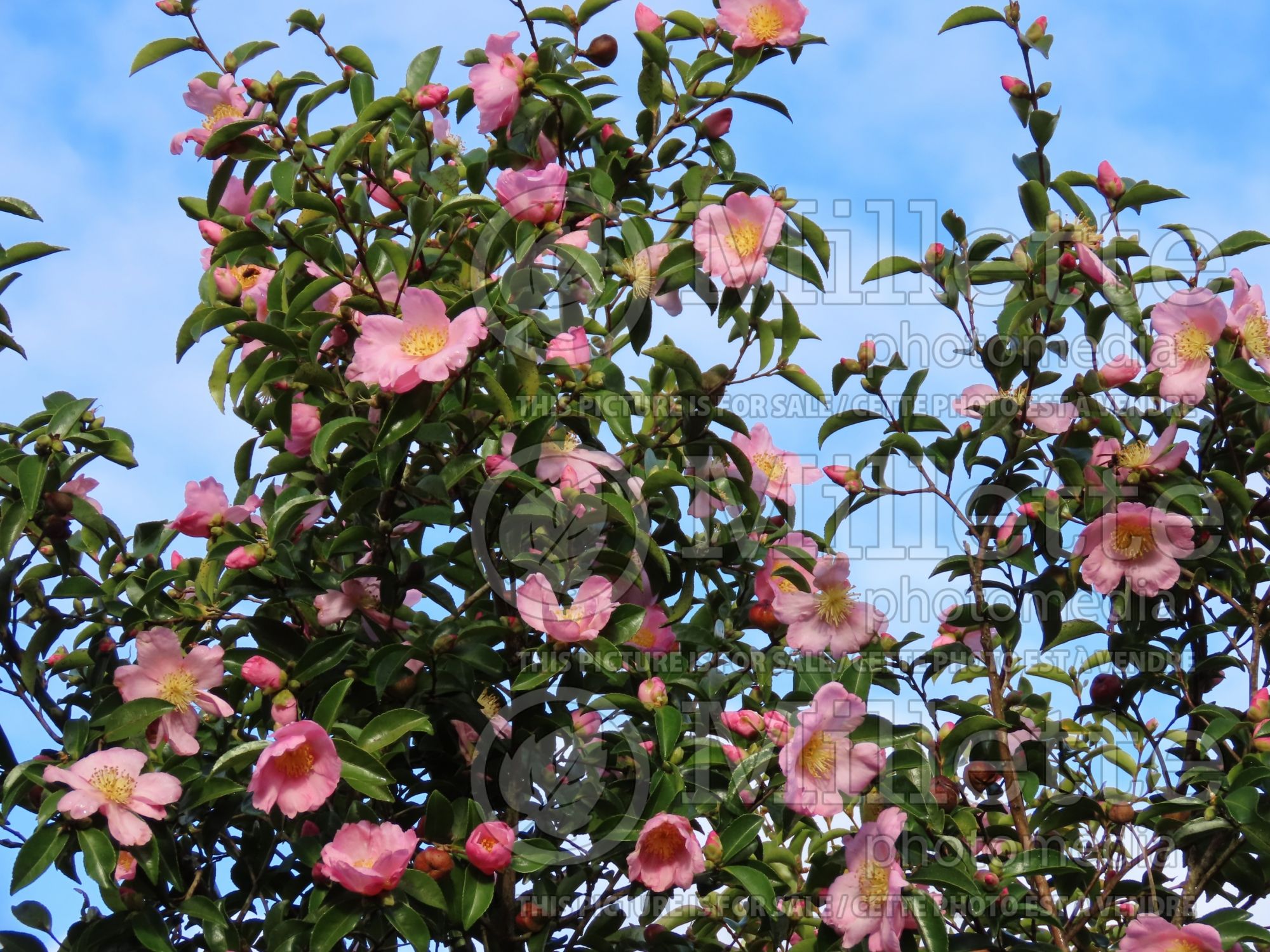 Camellia Plantation Pink (Camellia) 1