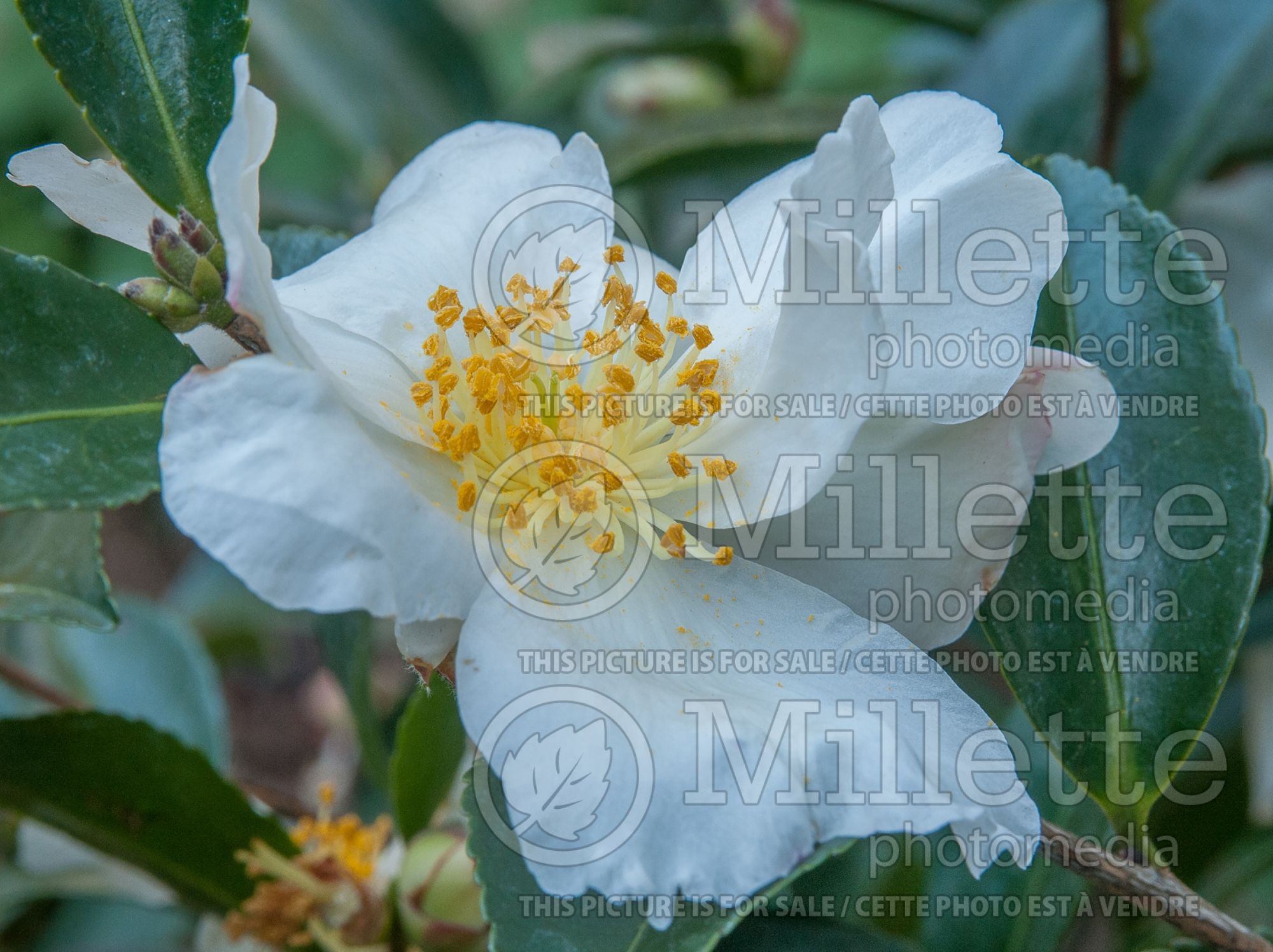 Camellia Setsugekka (Camellia) 1