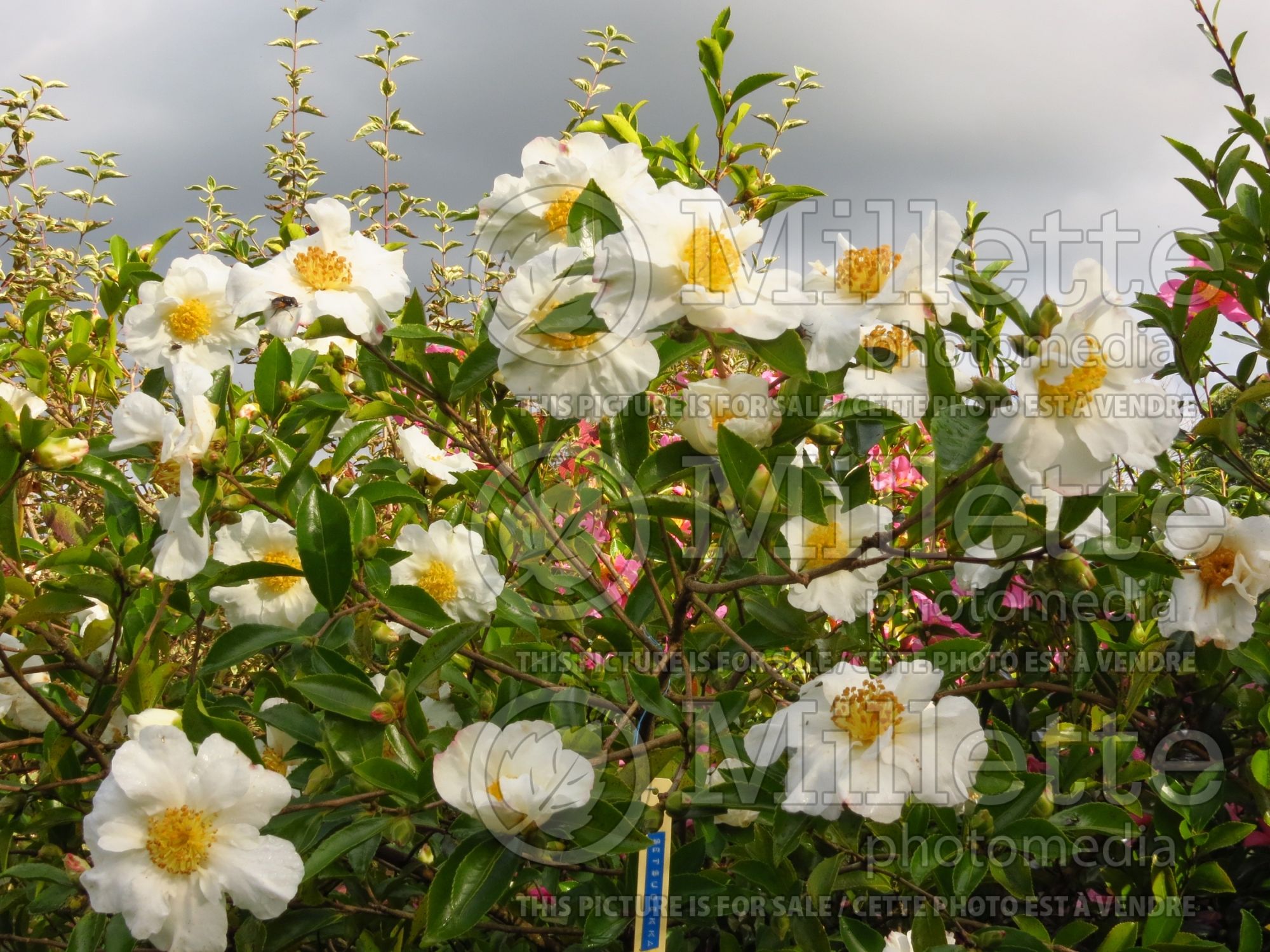 Camellia Setsugekka (Camellia) 4