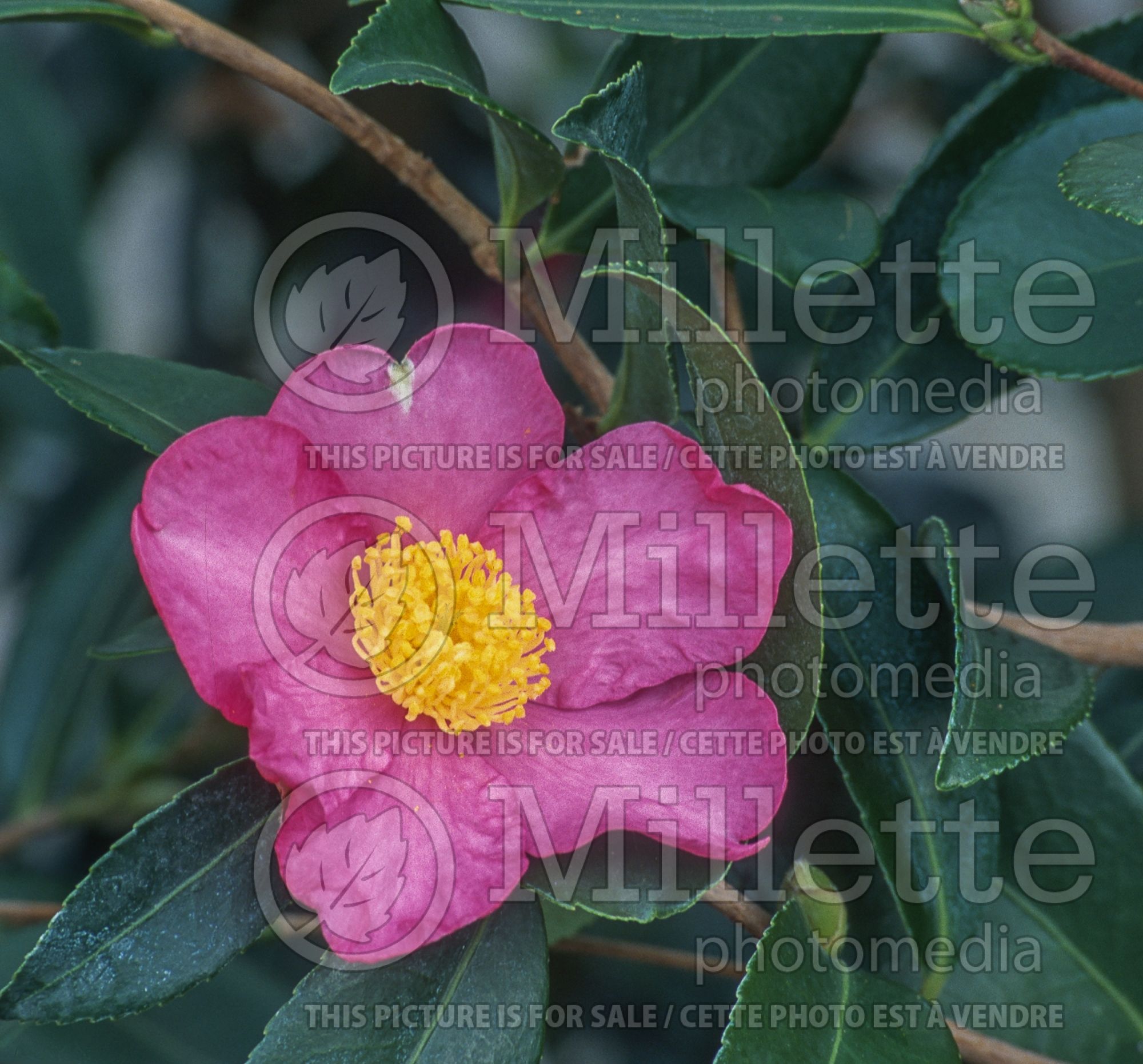 Camellia Winter's Star (Camellia) 1