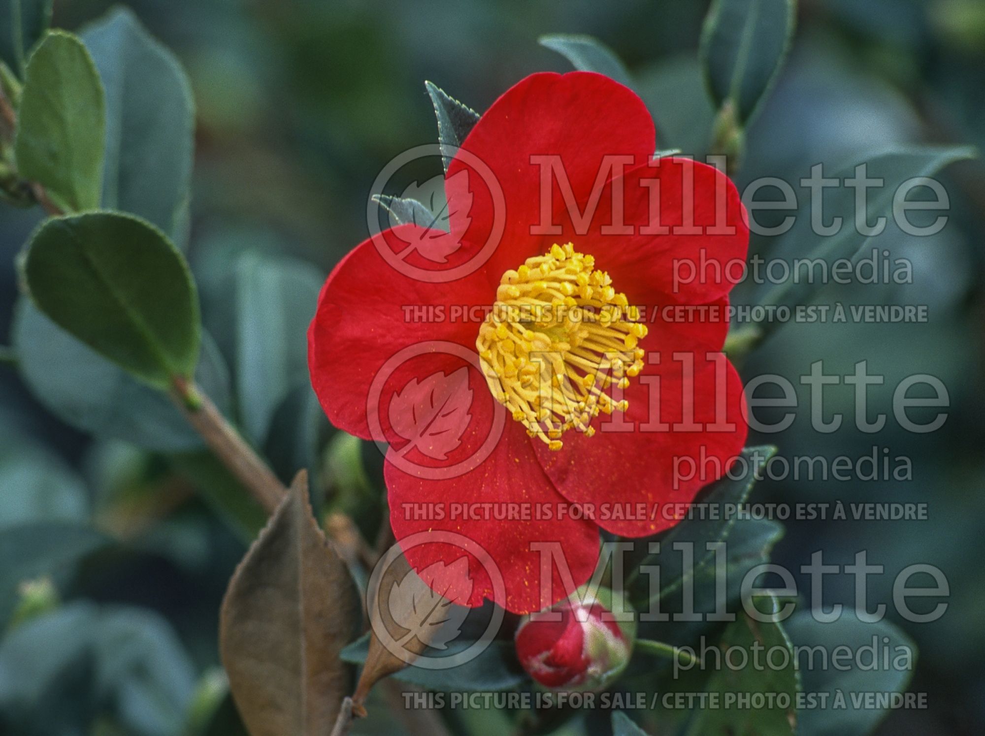 Camellia Yuletide (Camellia) 2