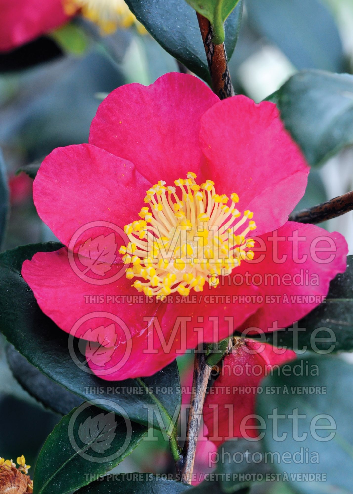Camellia Yuletide (Camellia) 3