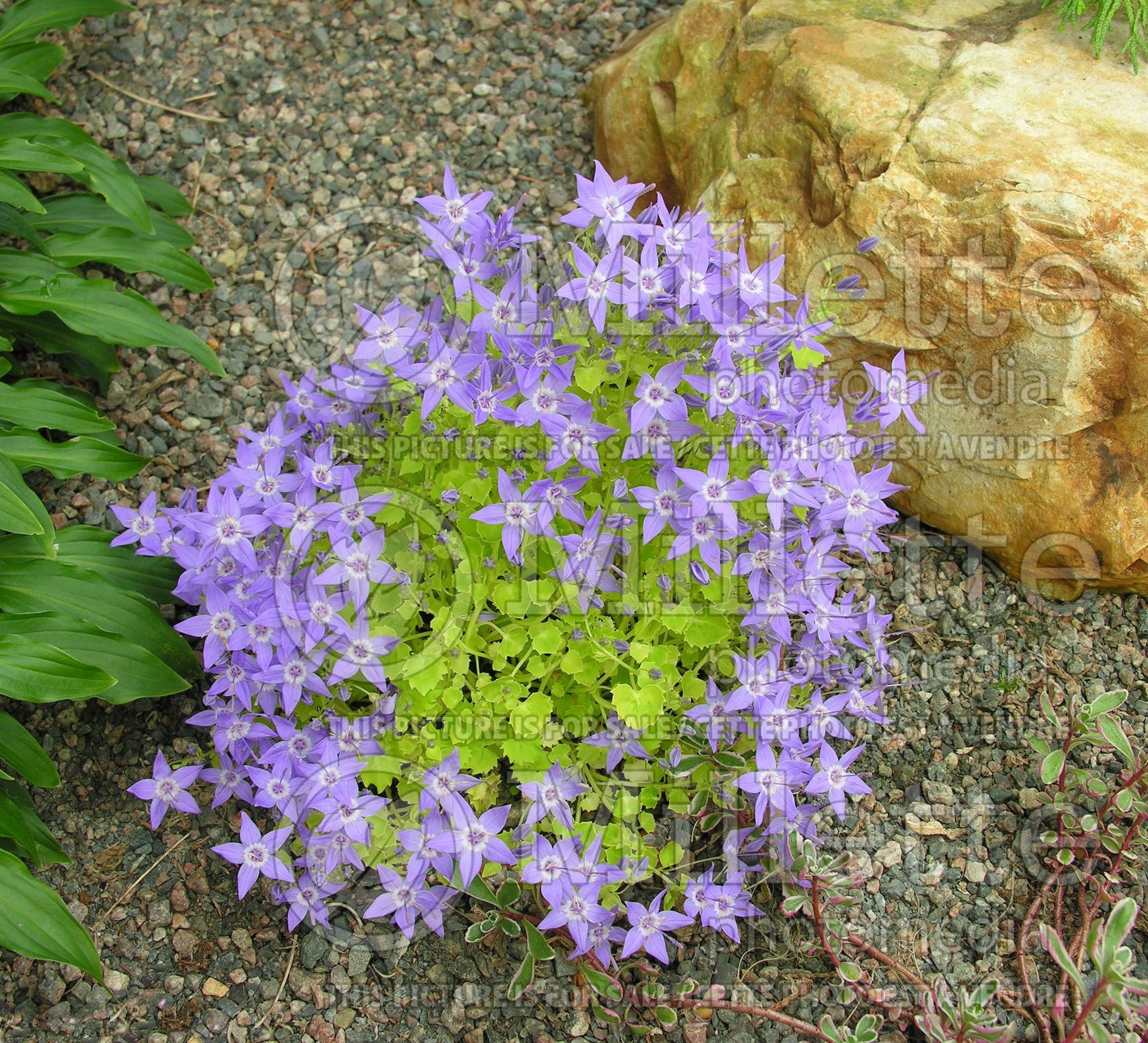 Campanula Dickson's Gold (Bellflower, Harebell) 1
